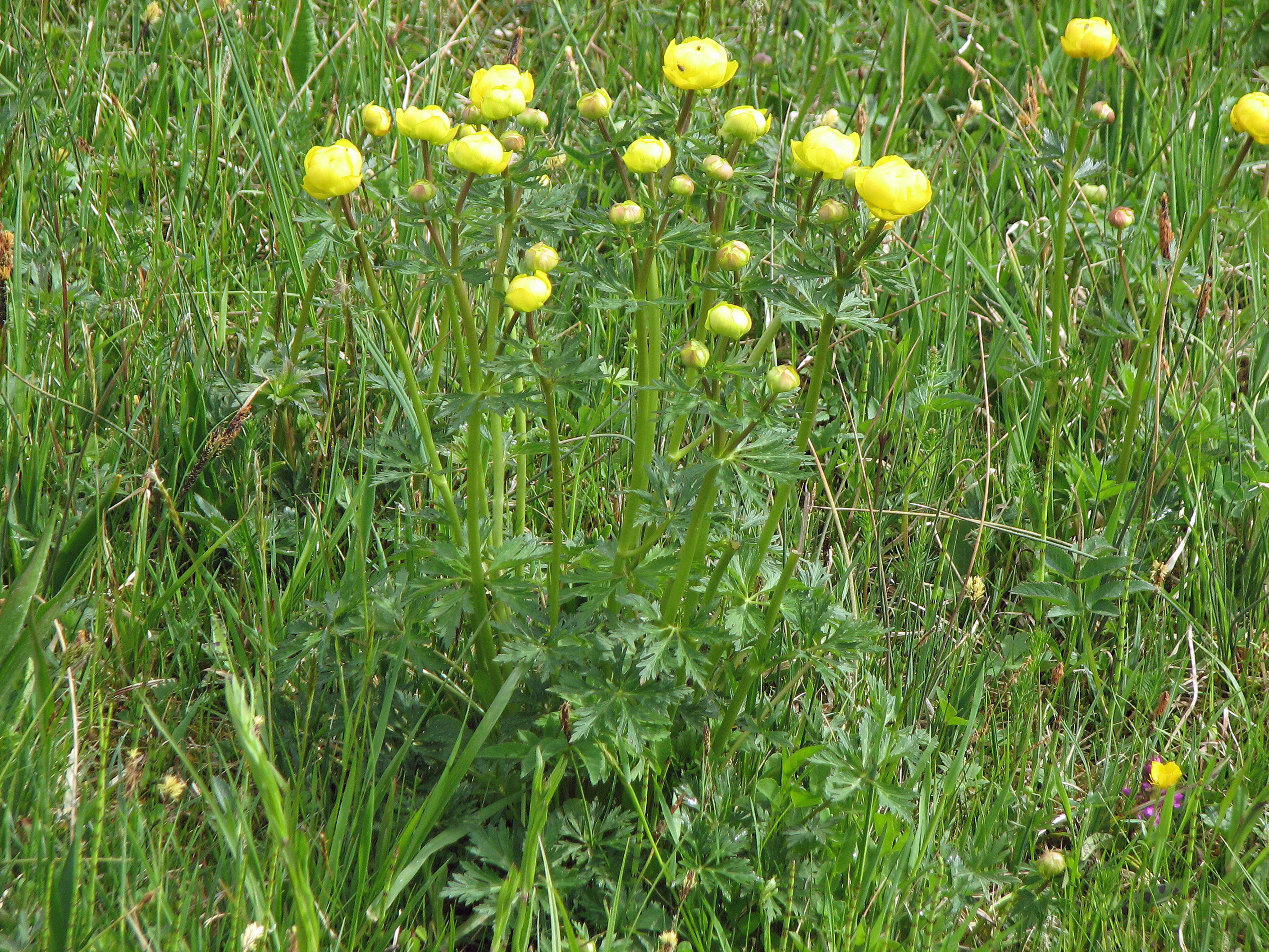 Trollblume