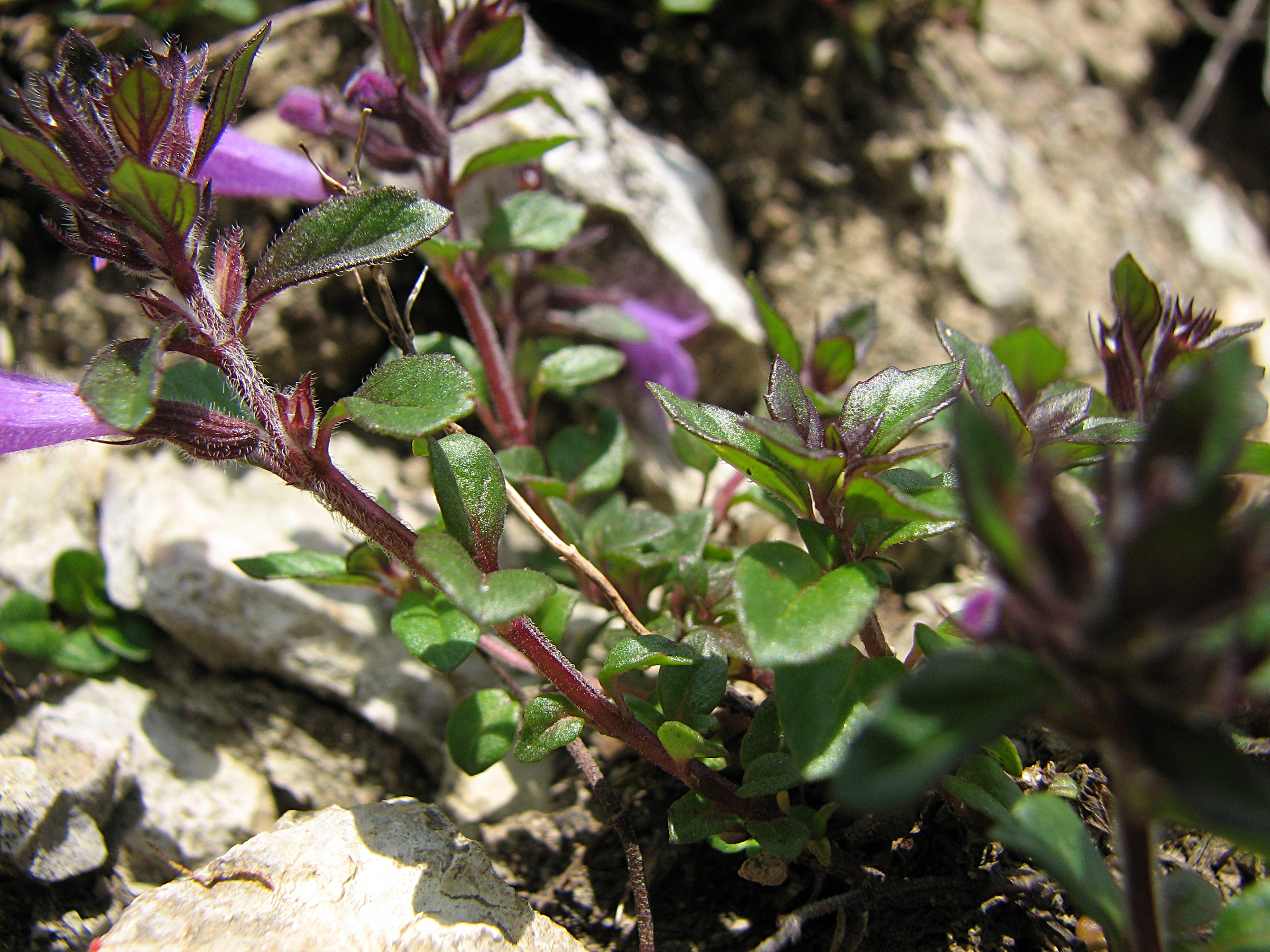 Alpensteinquendel