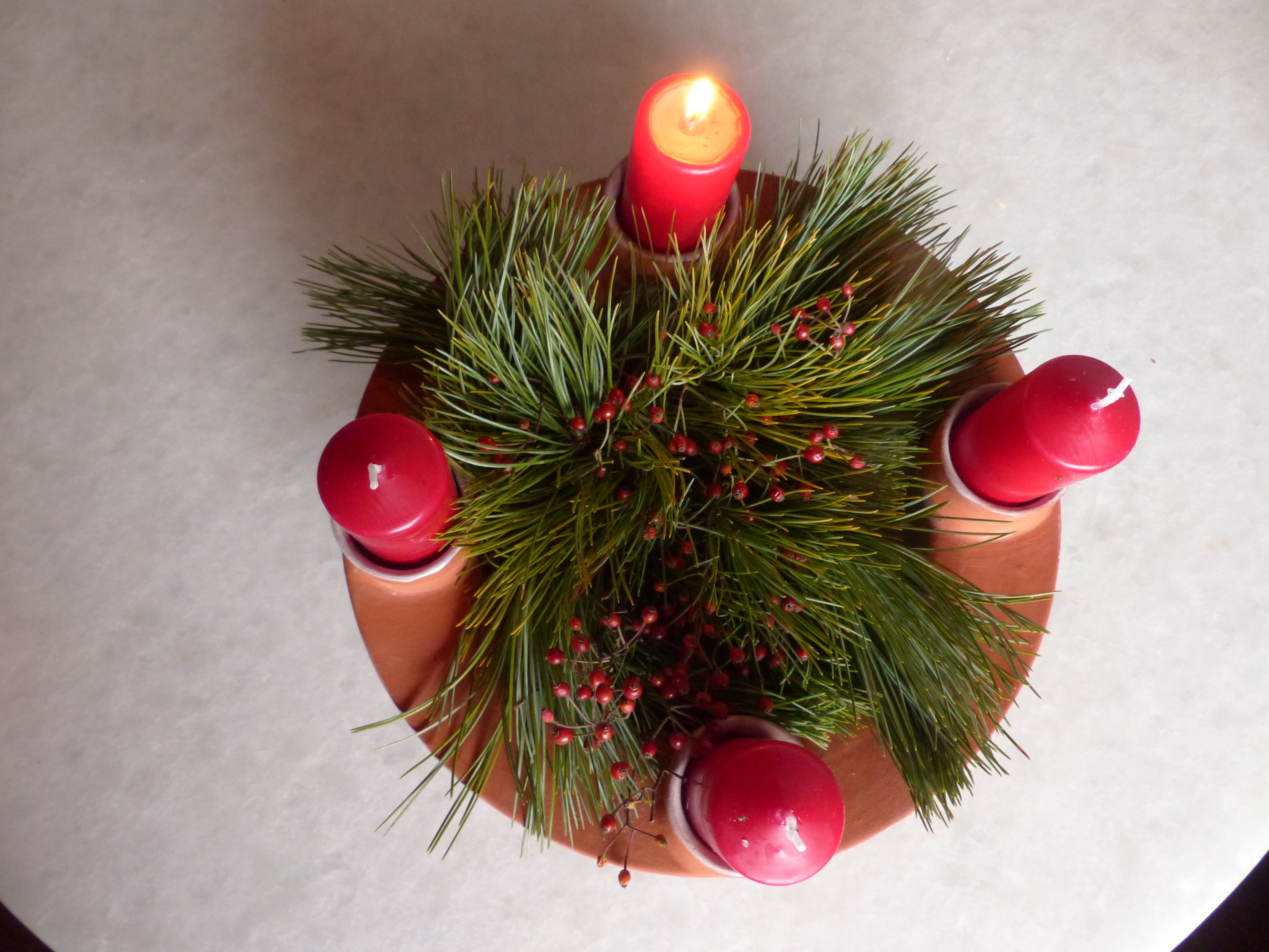 Büschelrose-Wildrose