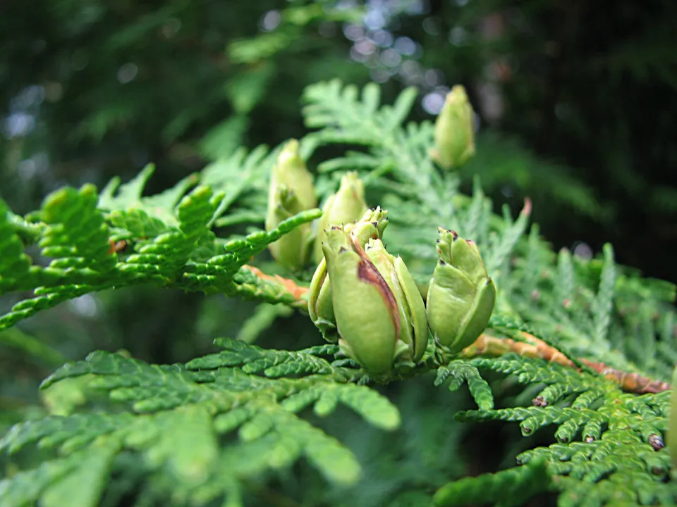 Gewöhnliche Thuja