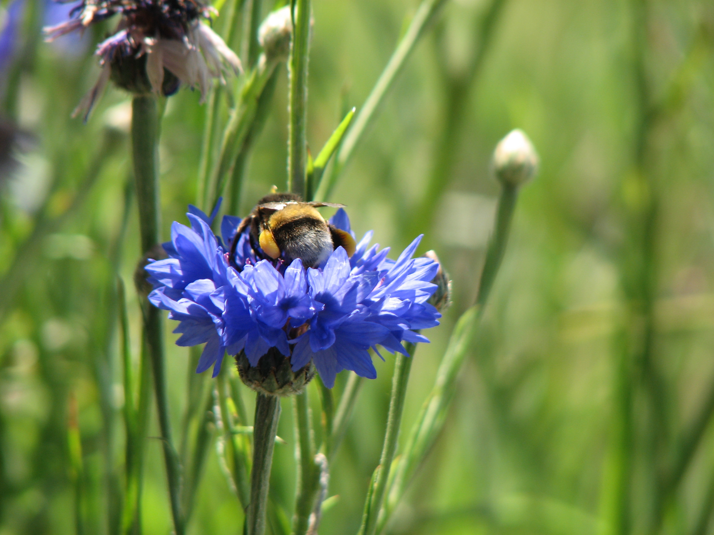 Kornblume