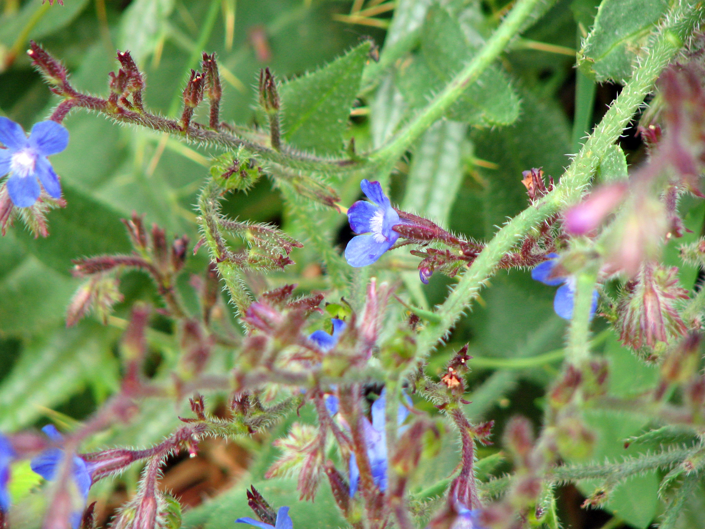 Italienische Ochsenzunge
