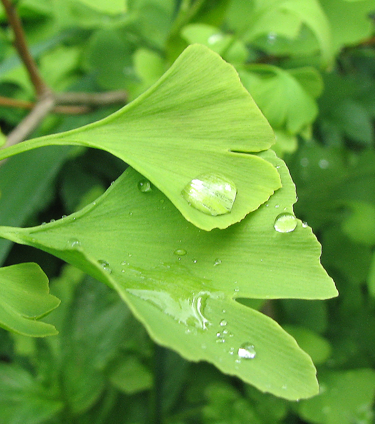 Ginkgo
