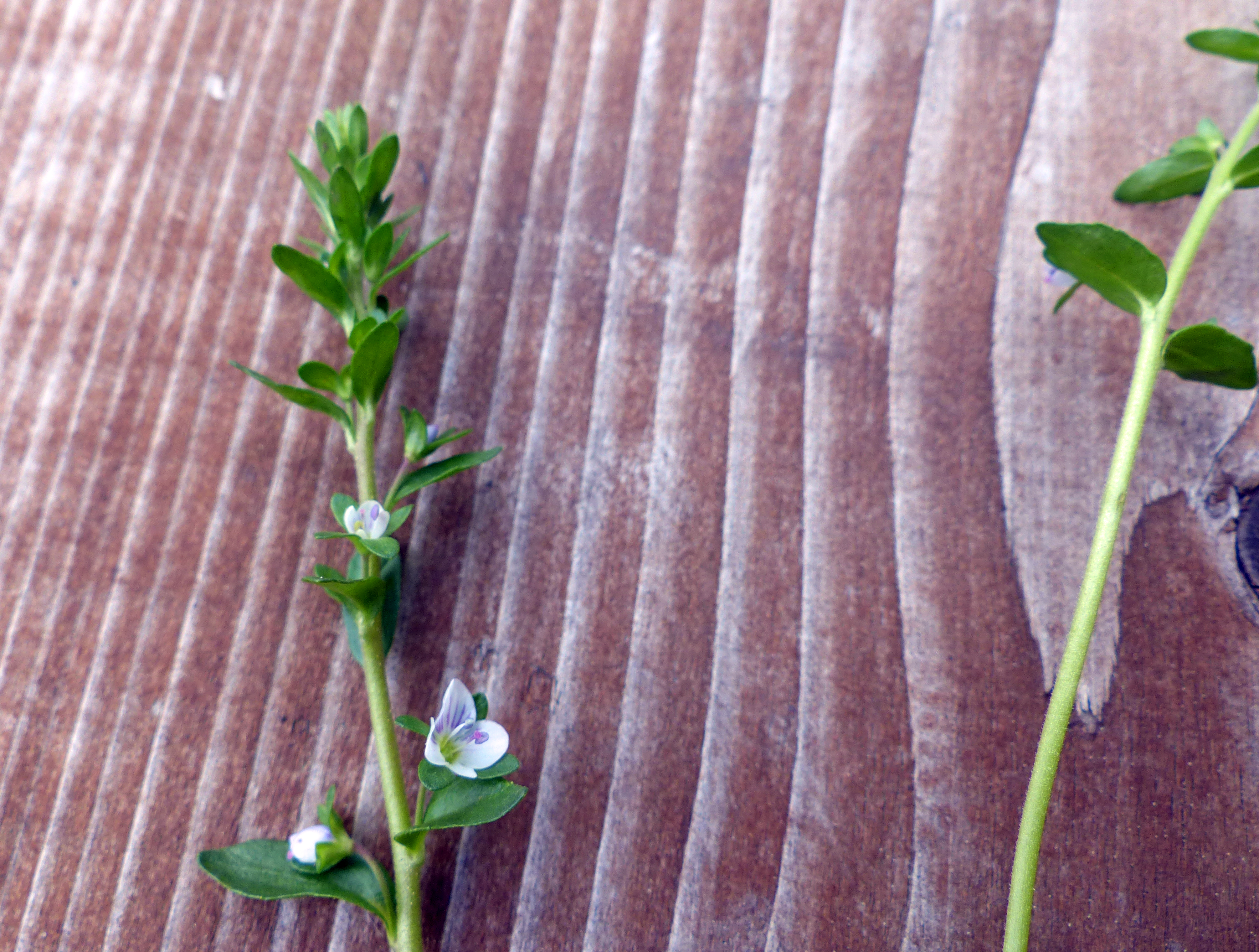 Quendelblättriger Ehrenpreis
