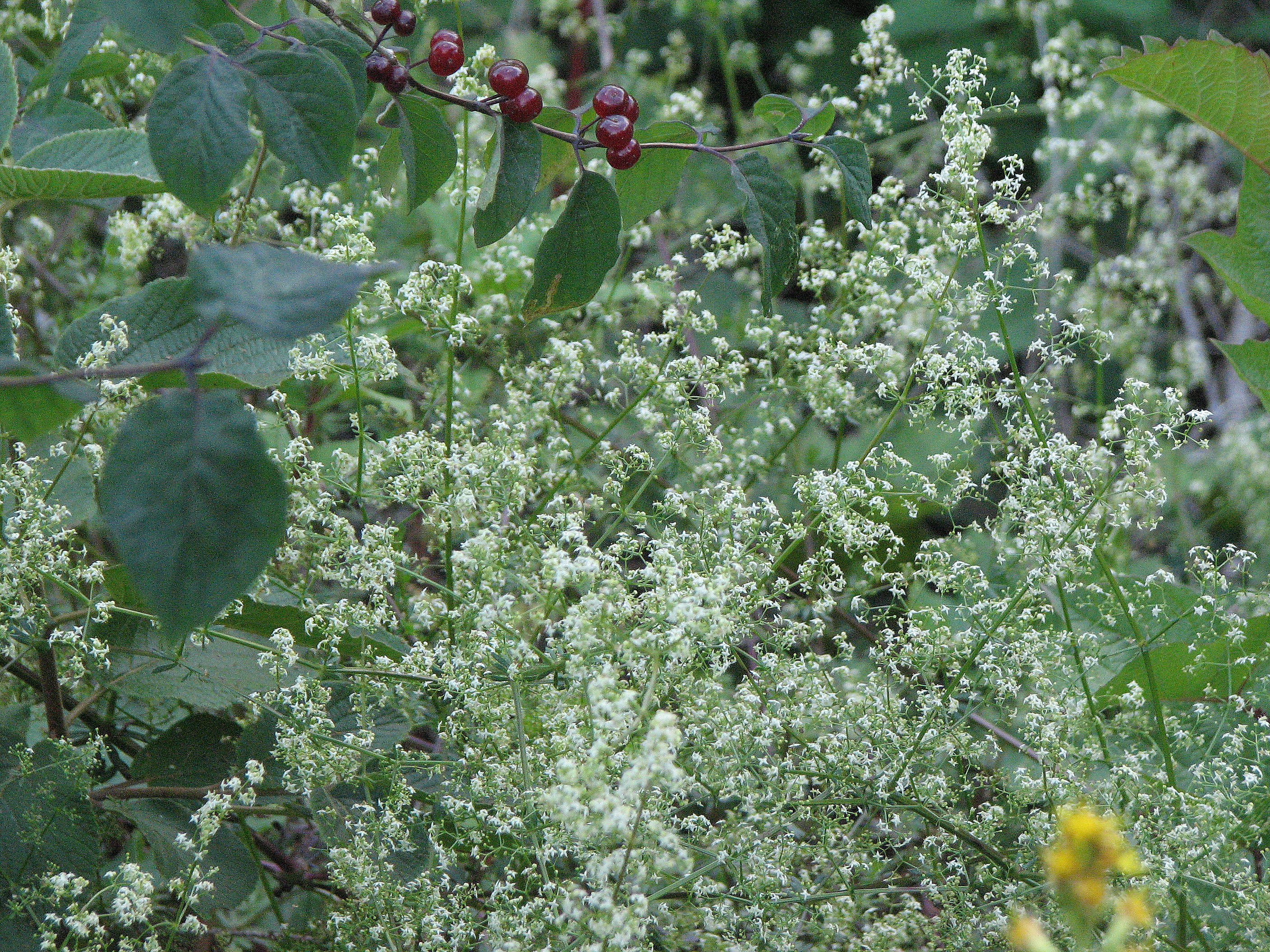 Wiesenlabkraut