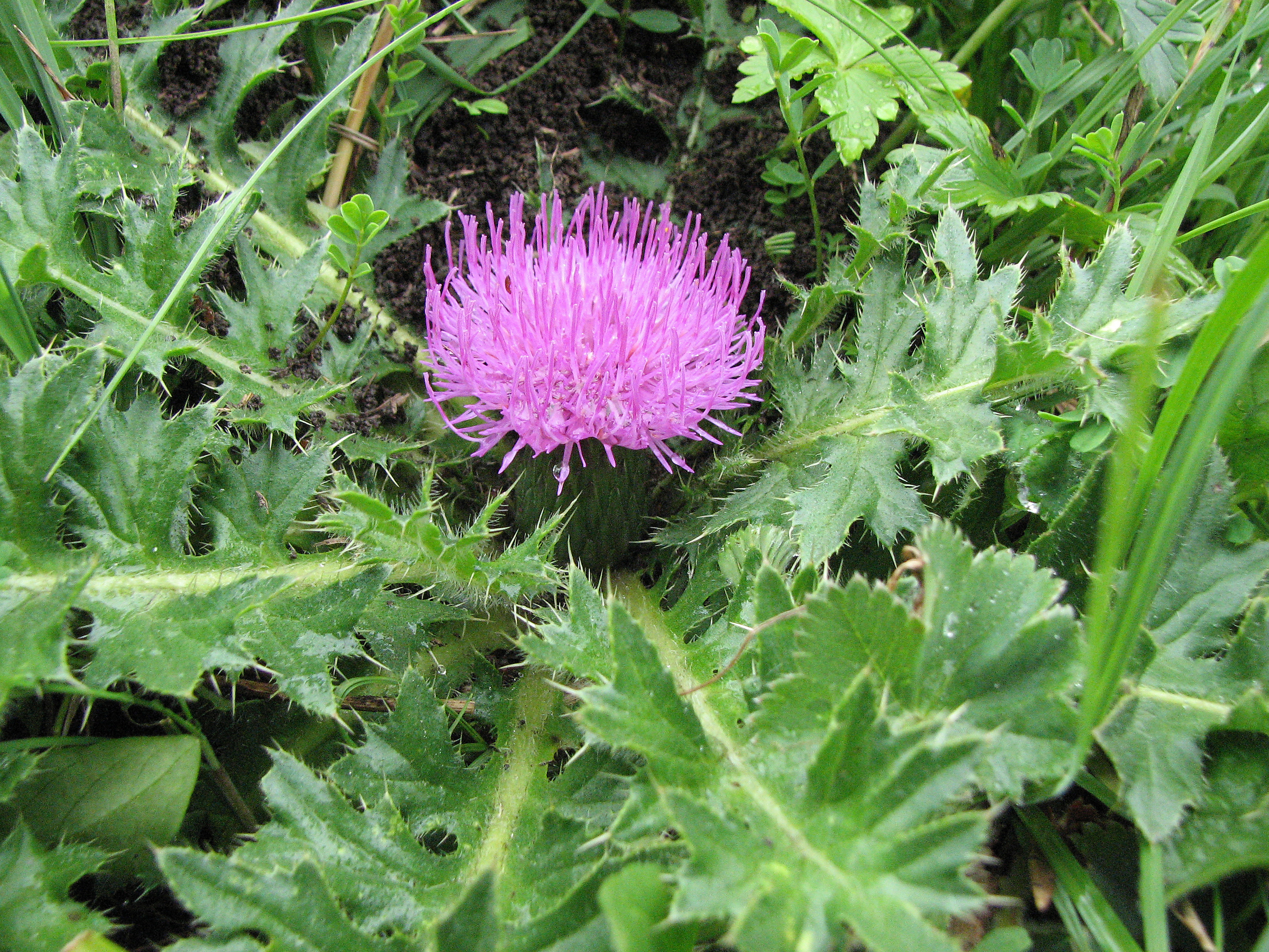 Stängellose Kratzdistel