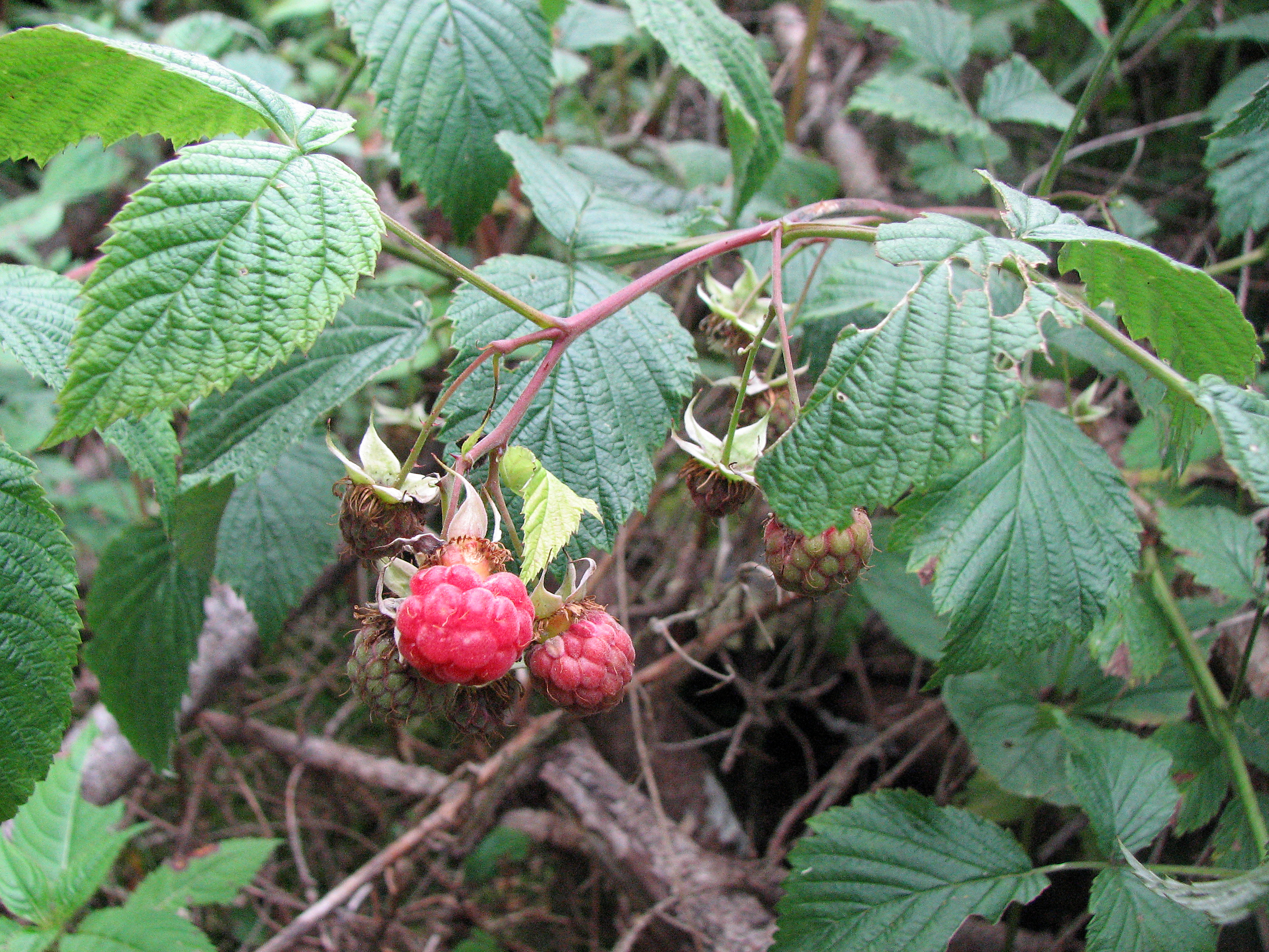 Himbeere