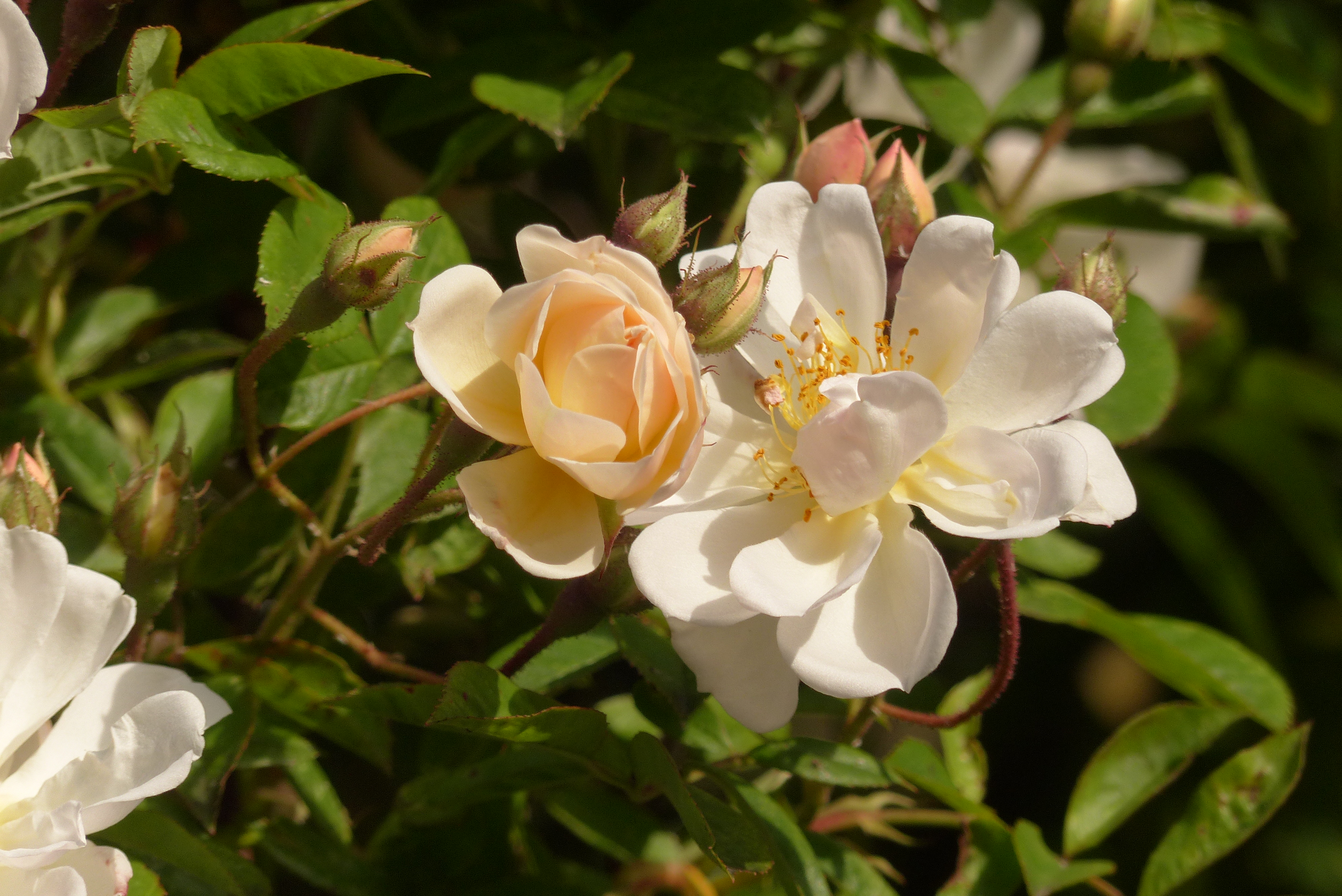 Rosen, Kulturrosen