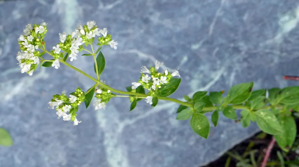Griechischer Oregano