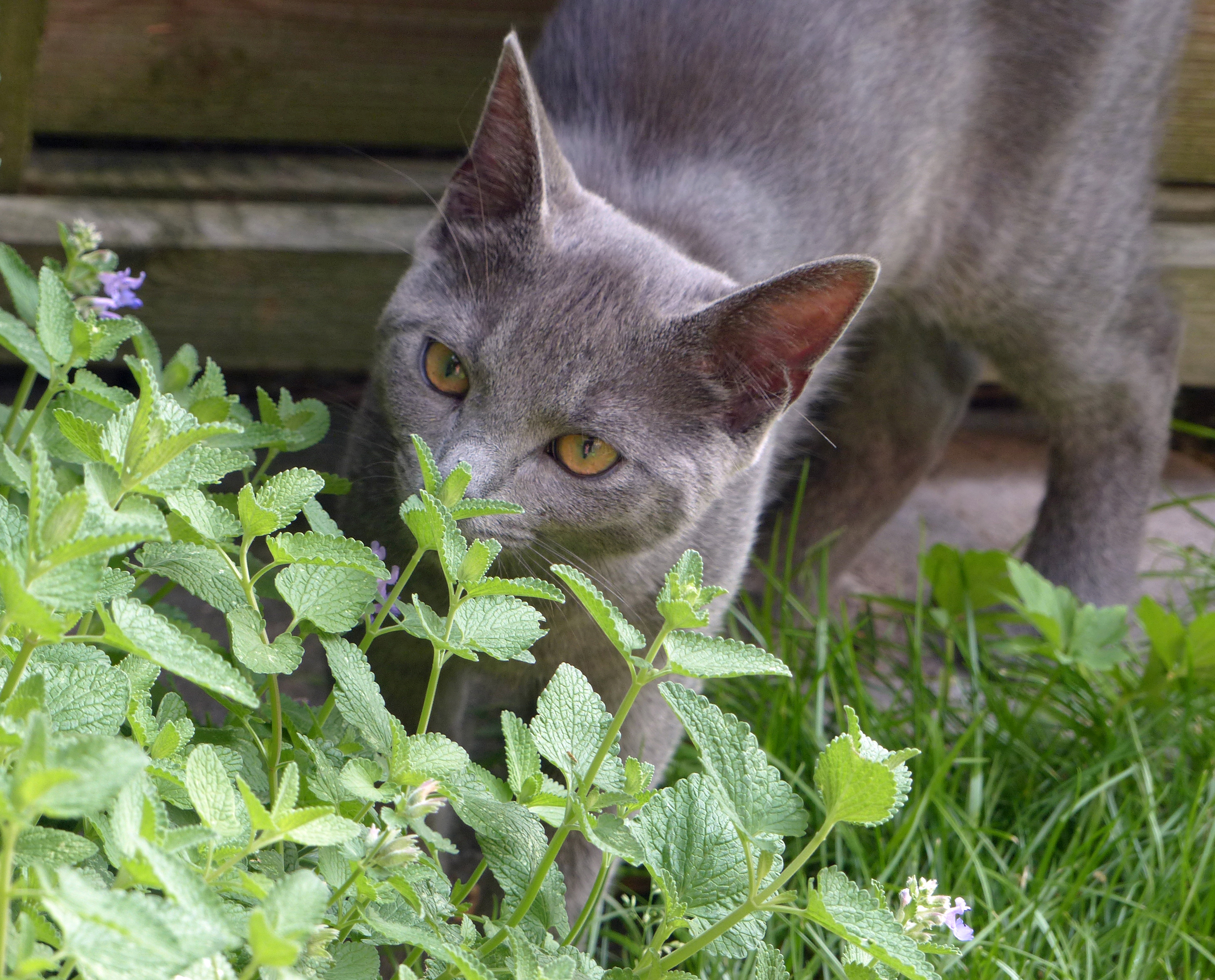 Garten-Katzenminze