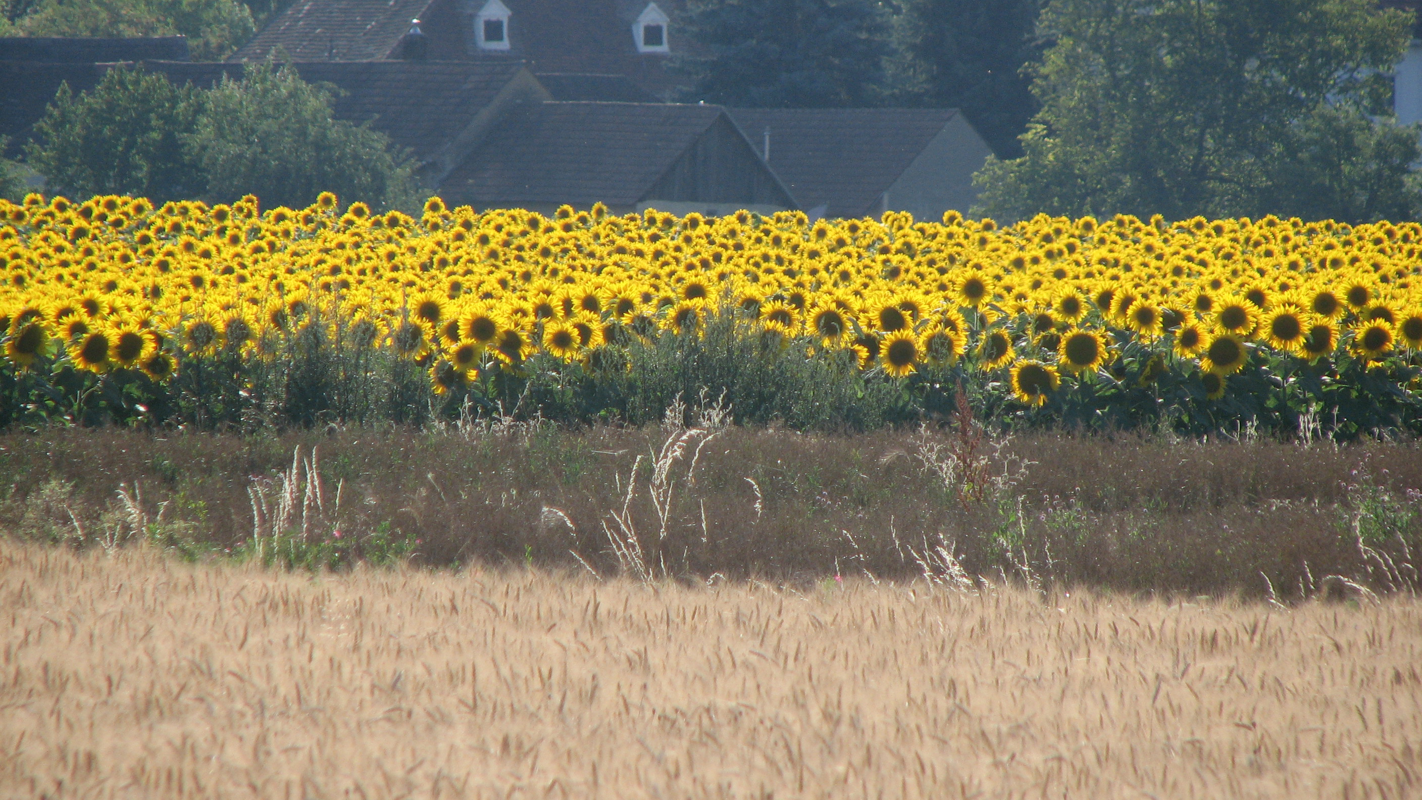 Sonnenblume