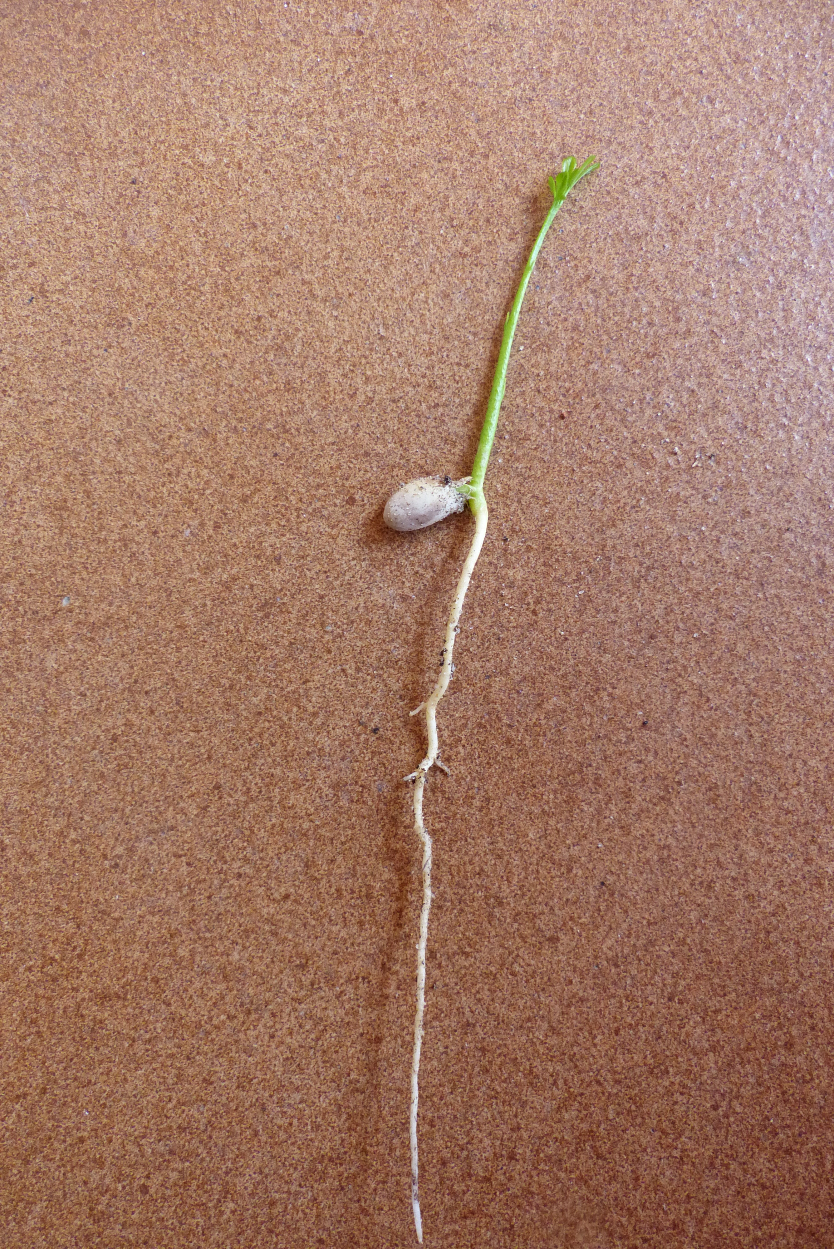 Dreiblättrige Orange