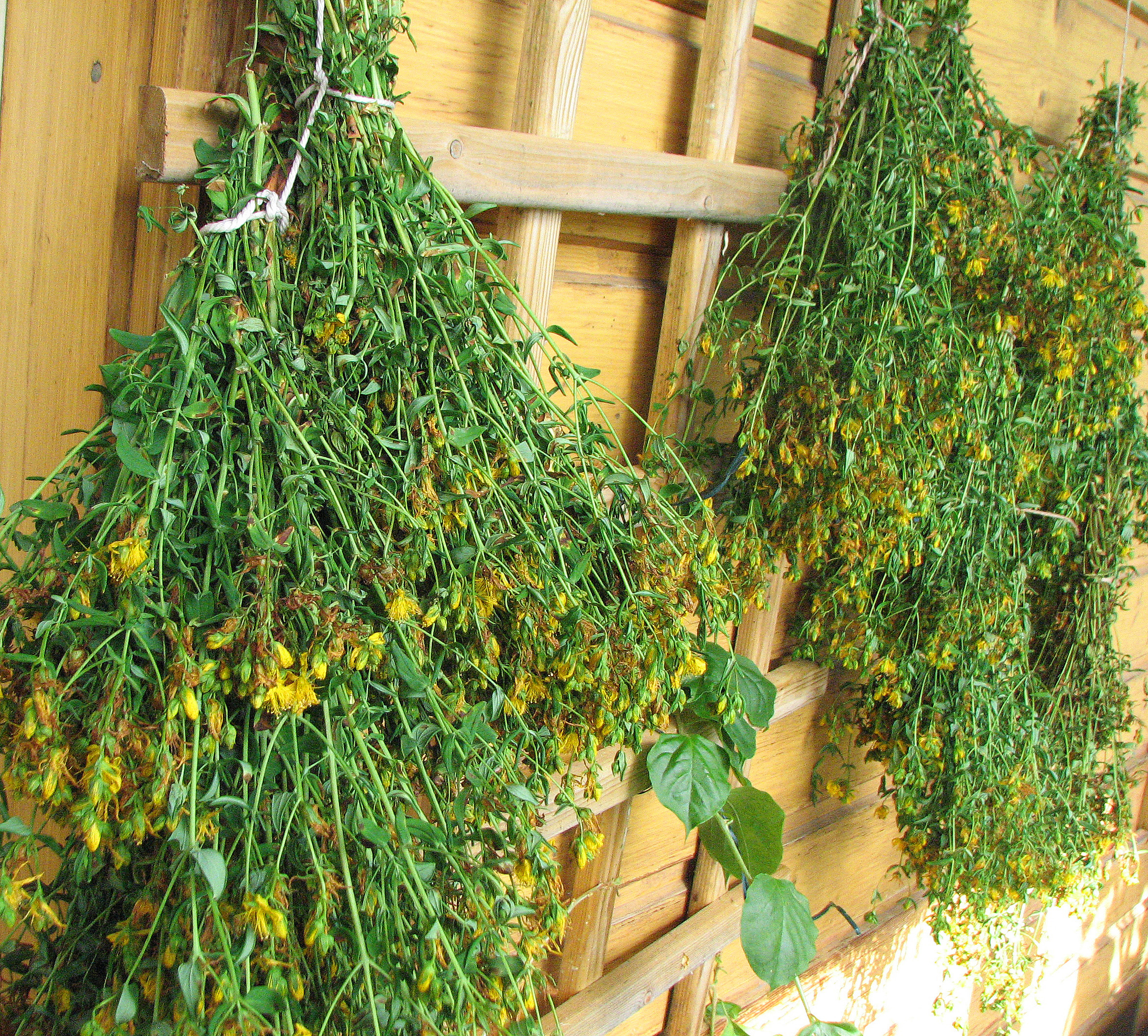 Kräuter  in  Büscheln  trocknen
