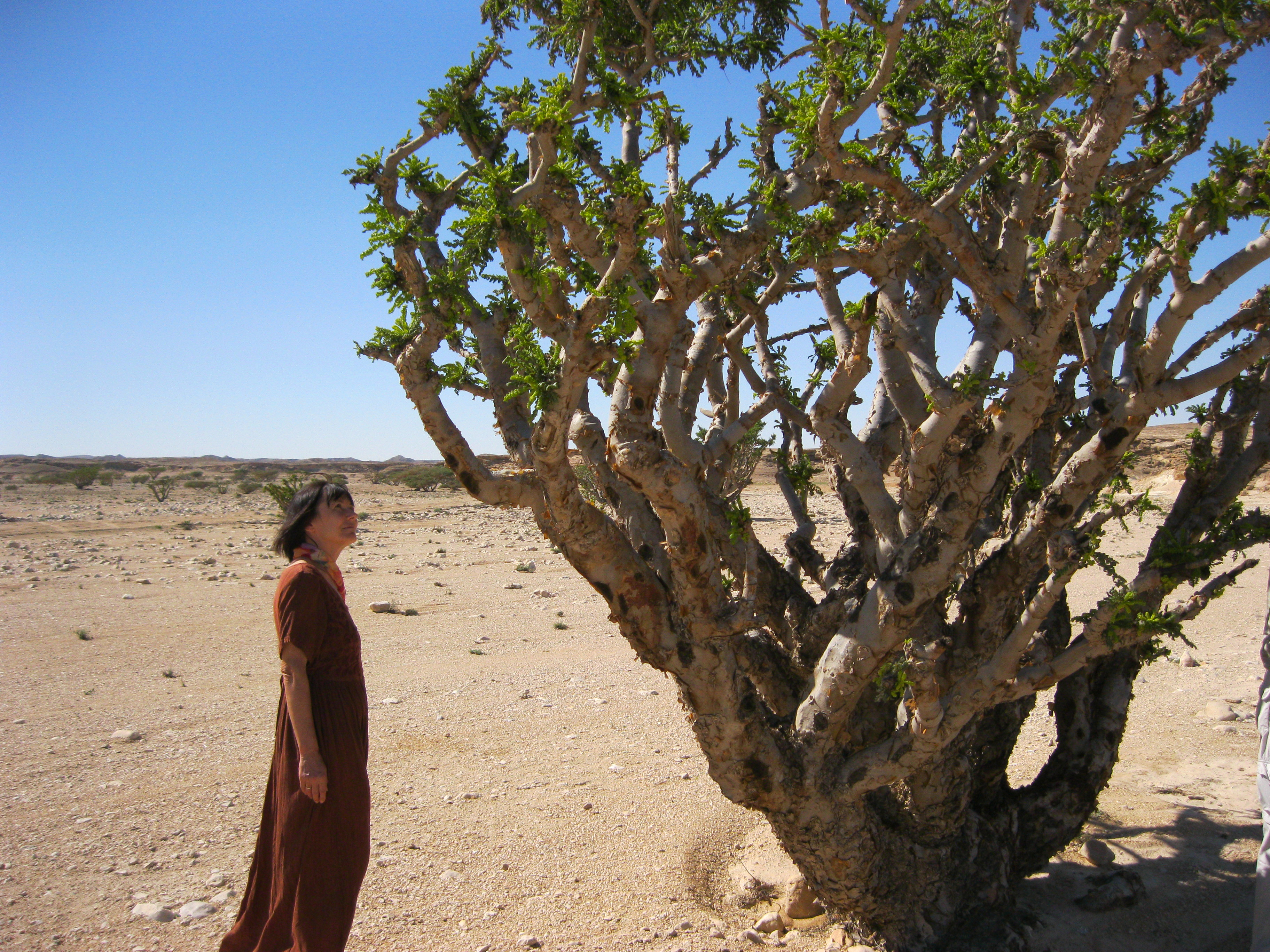 Weihrauchbäume und Weihrauch