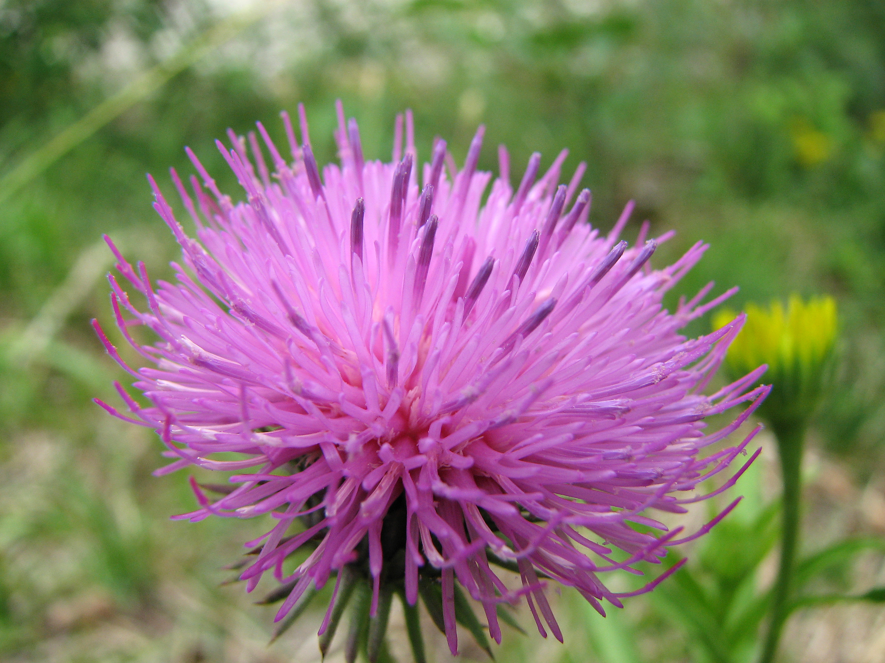 Gewöhnliche Bergdistel