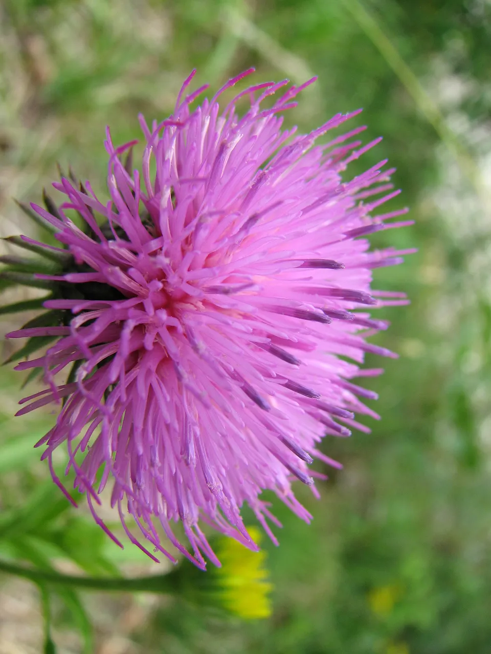 Gewöhnliche Bergdistel