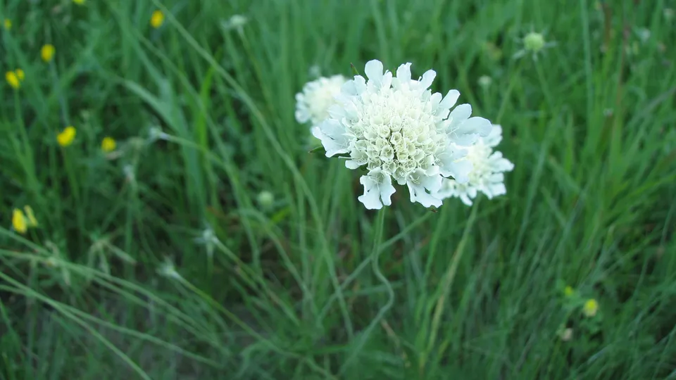 Gelbe Skabiose