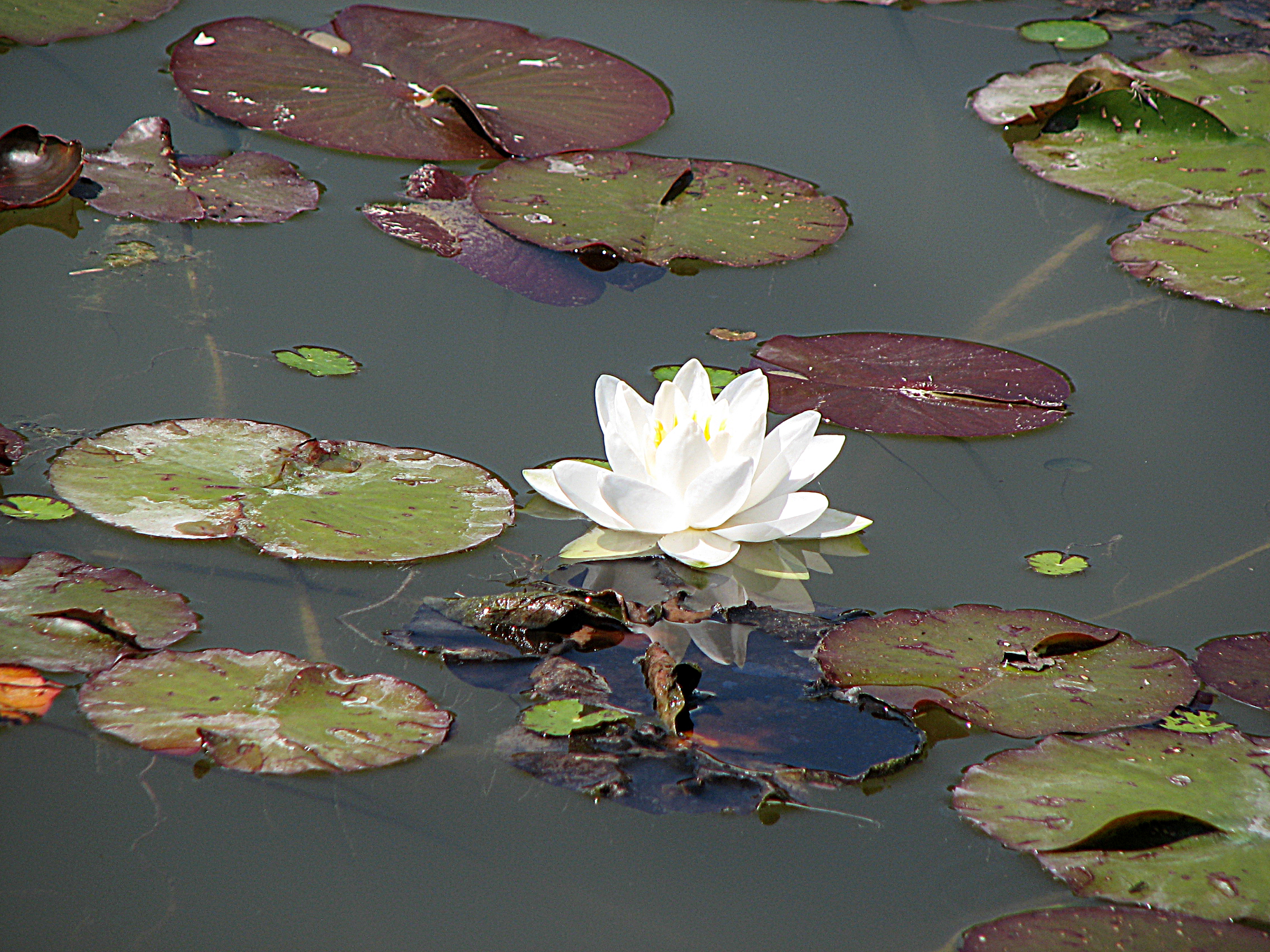 Seerose