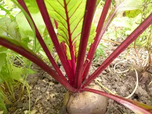 Rote Rübe