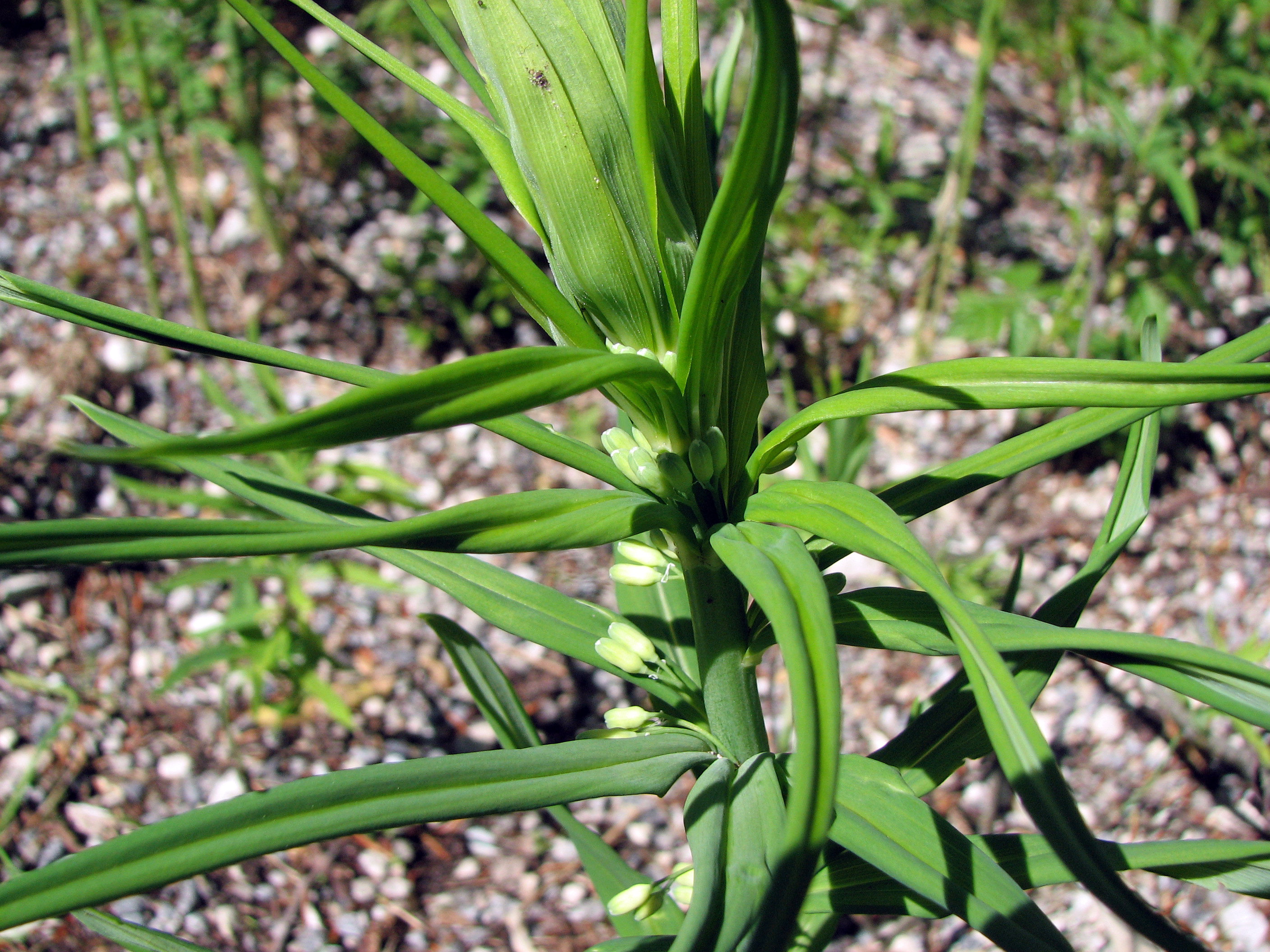 Quirlblättrige Weißwurz