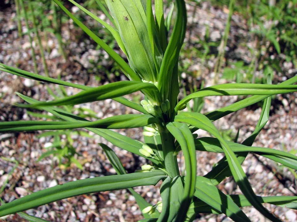 Quirlblättrige Weißwurz
