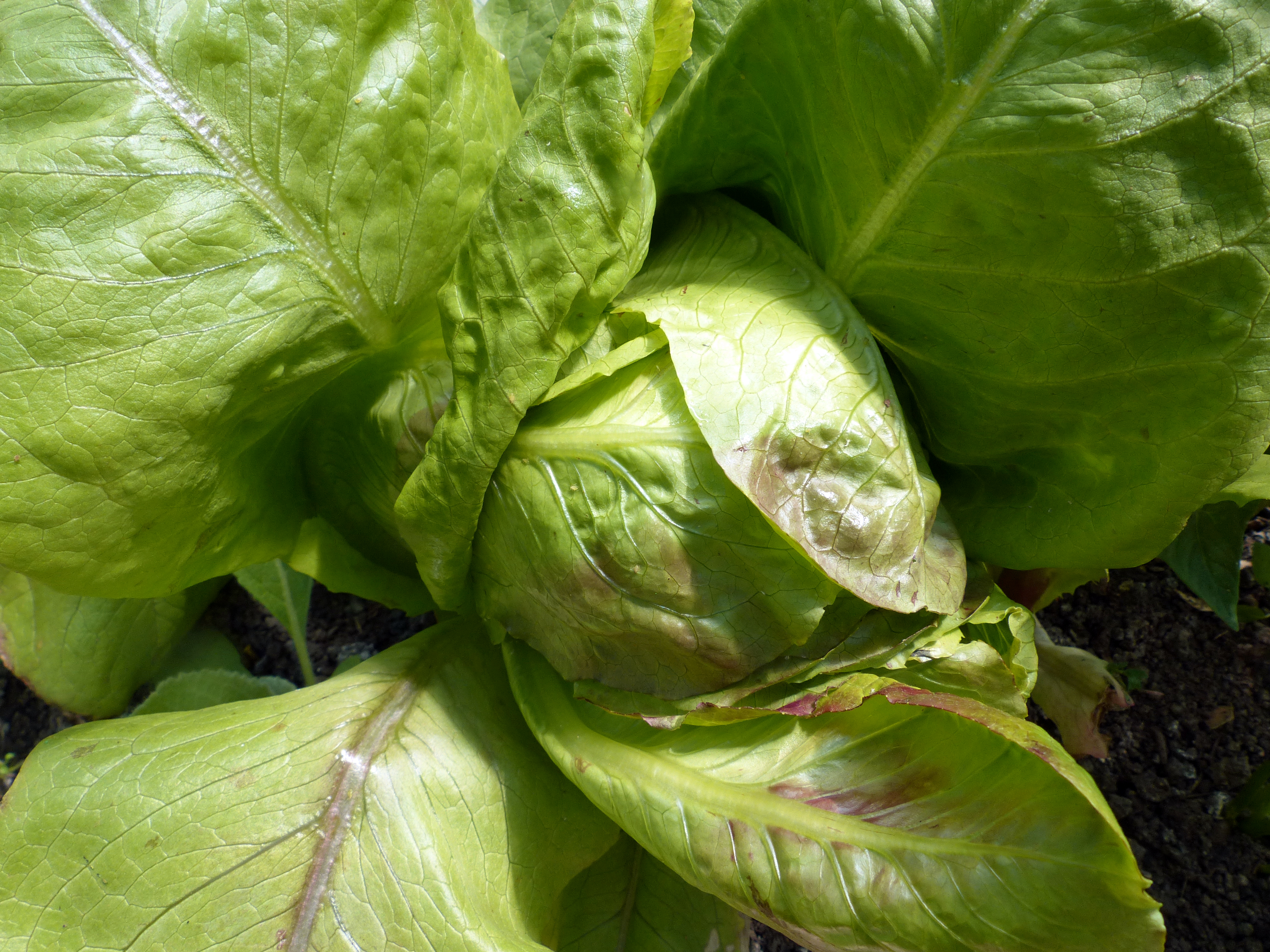 Kopfsalat