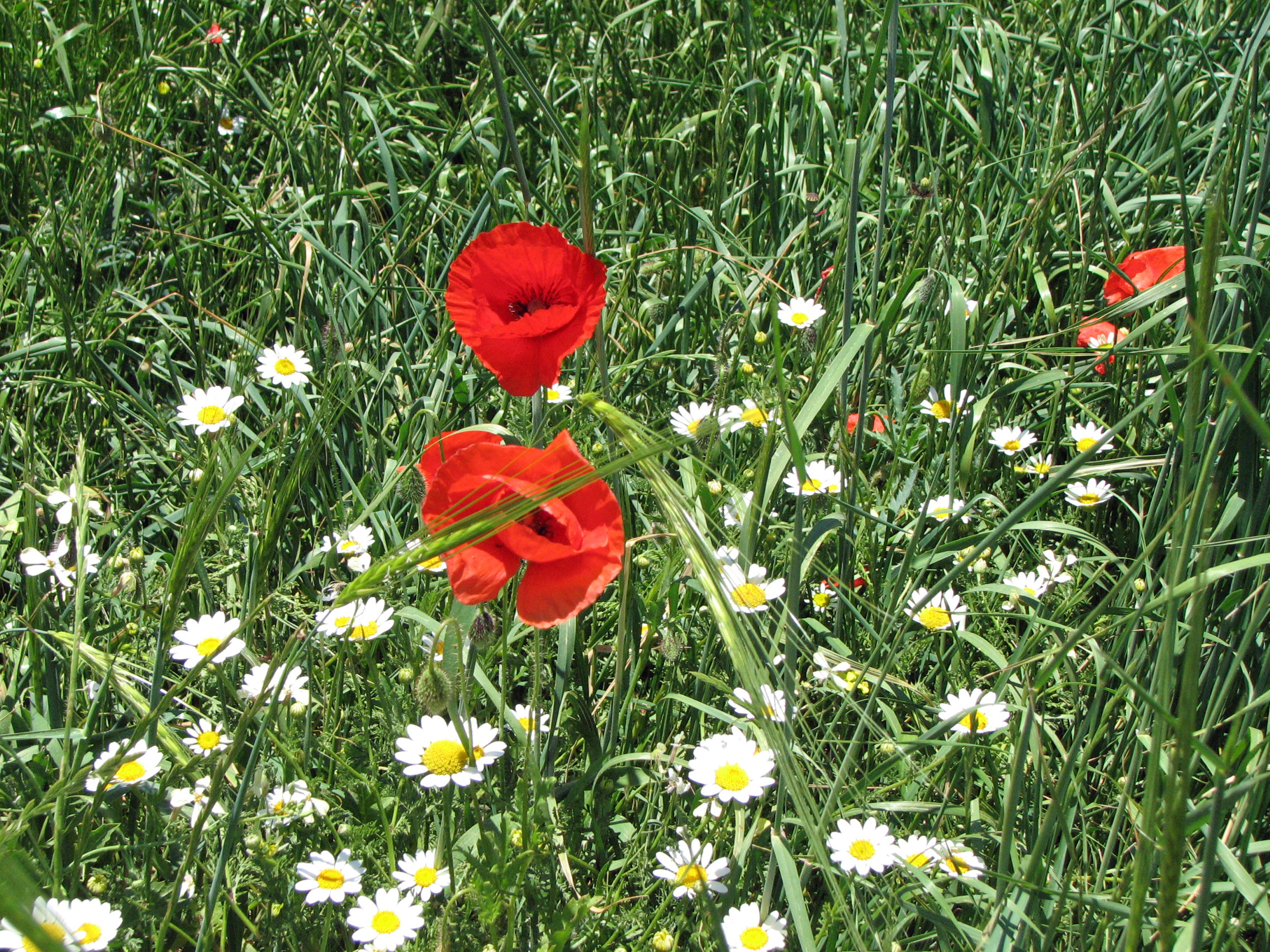 Klatschmohn