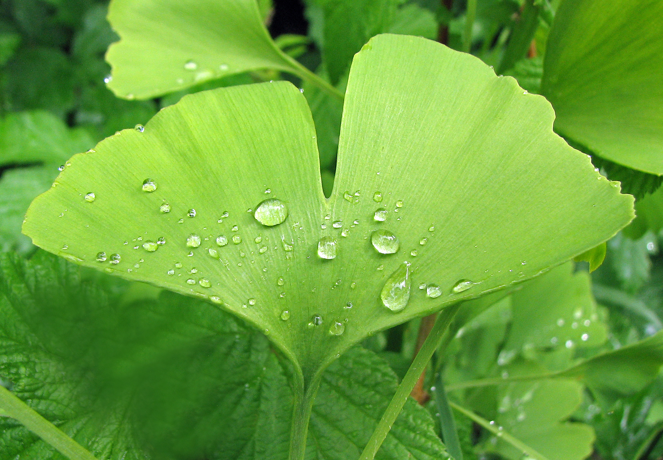 Ginkgo
