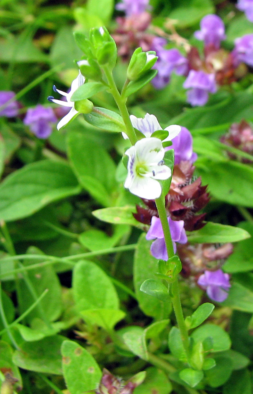 Quendelblättriger Ehrenpreis