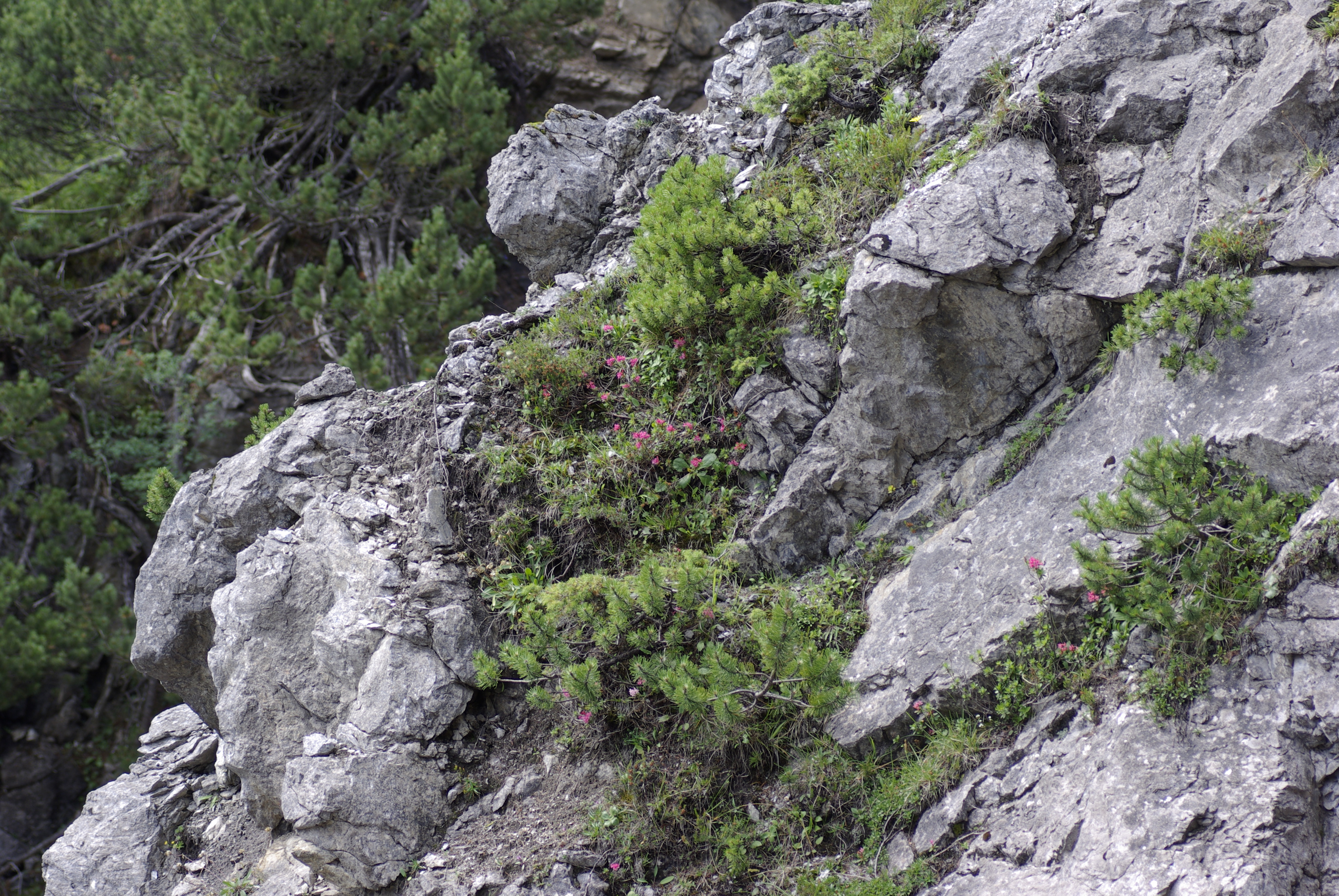 Rostblättrige Alpenrose