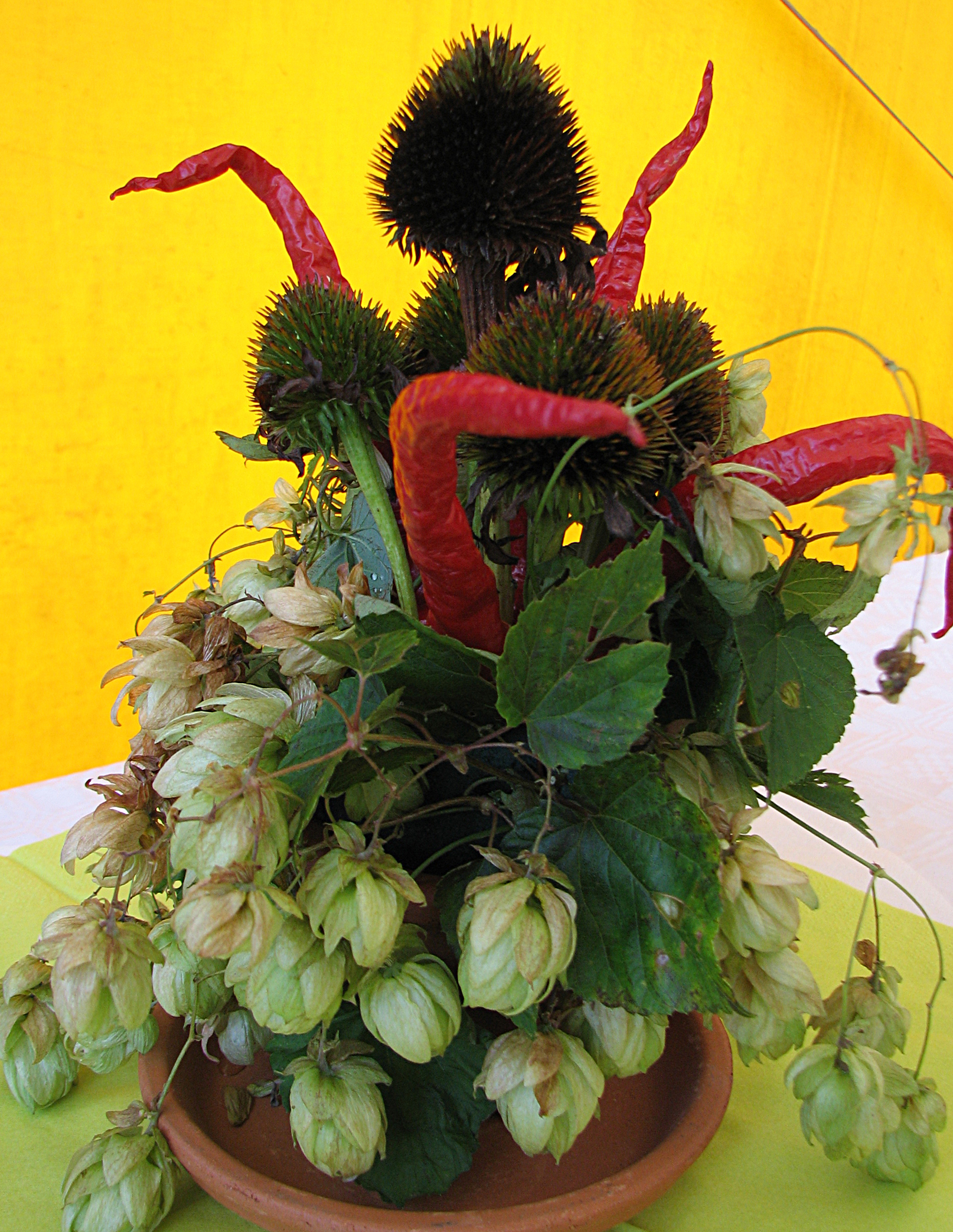 Hopfen