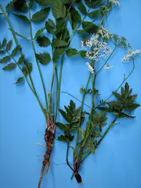 Große Bibernelle