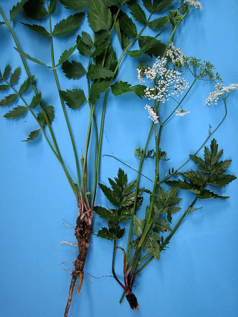 Große Bibernelle