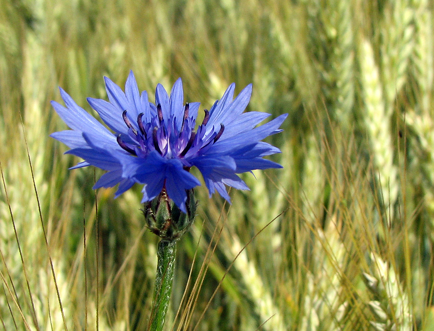 Kornblume