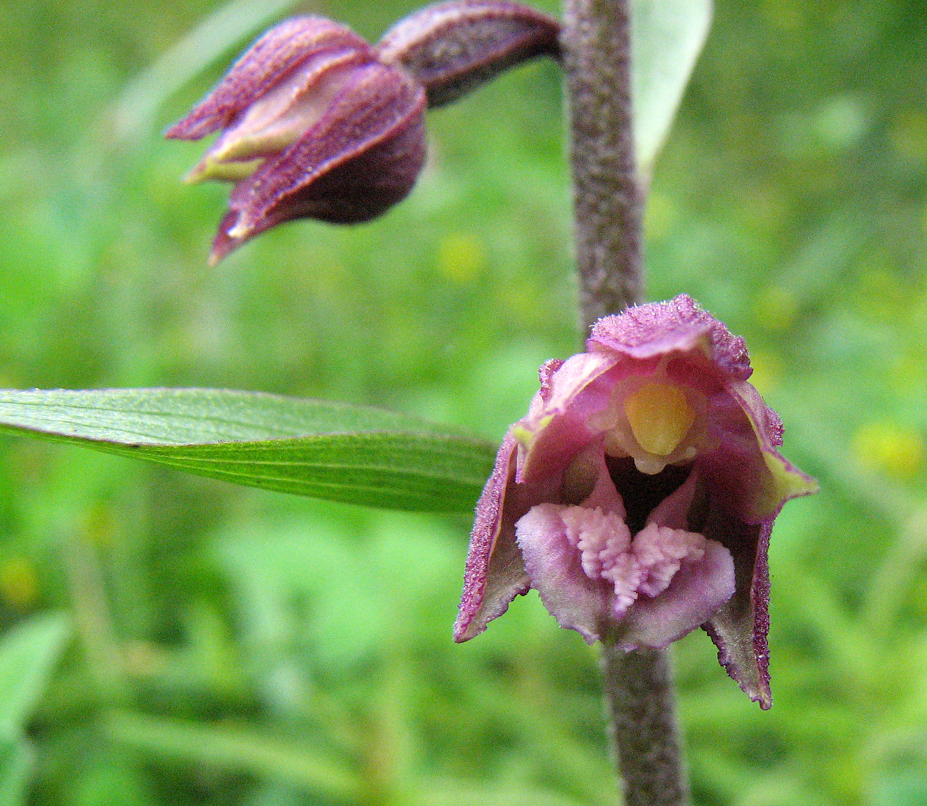 Braunrote Stendelwurz