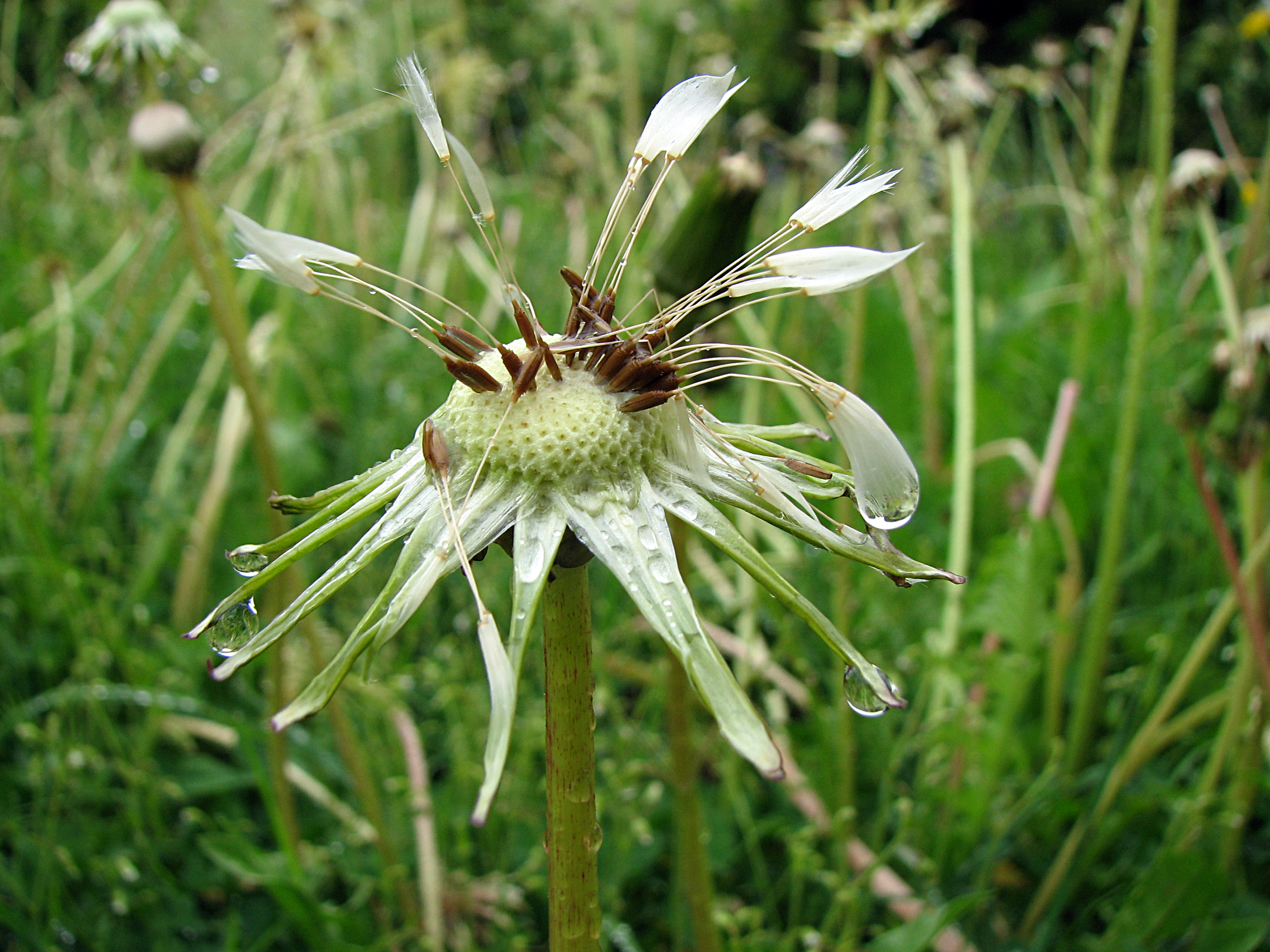Gewöhnlicher Löwenzahn