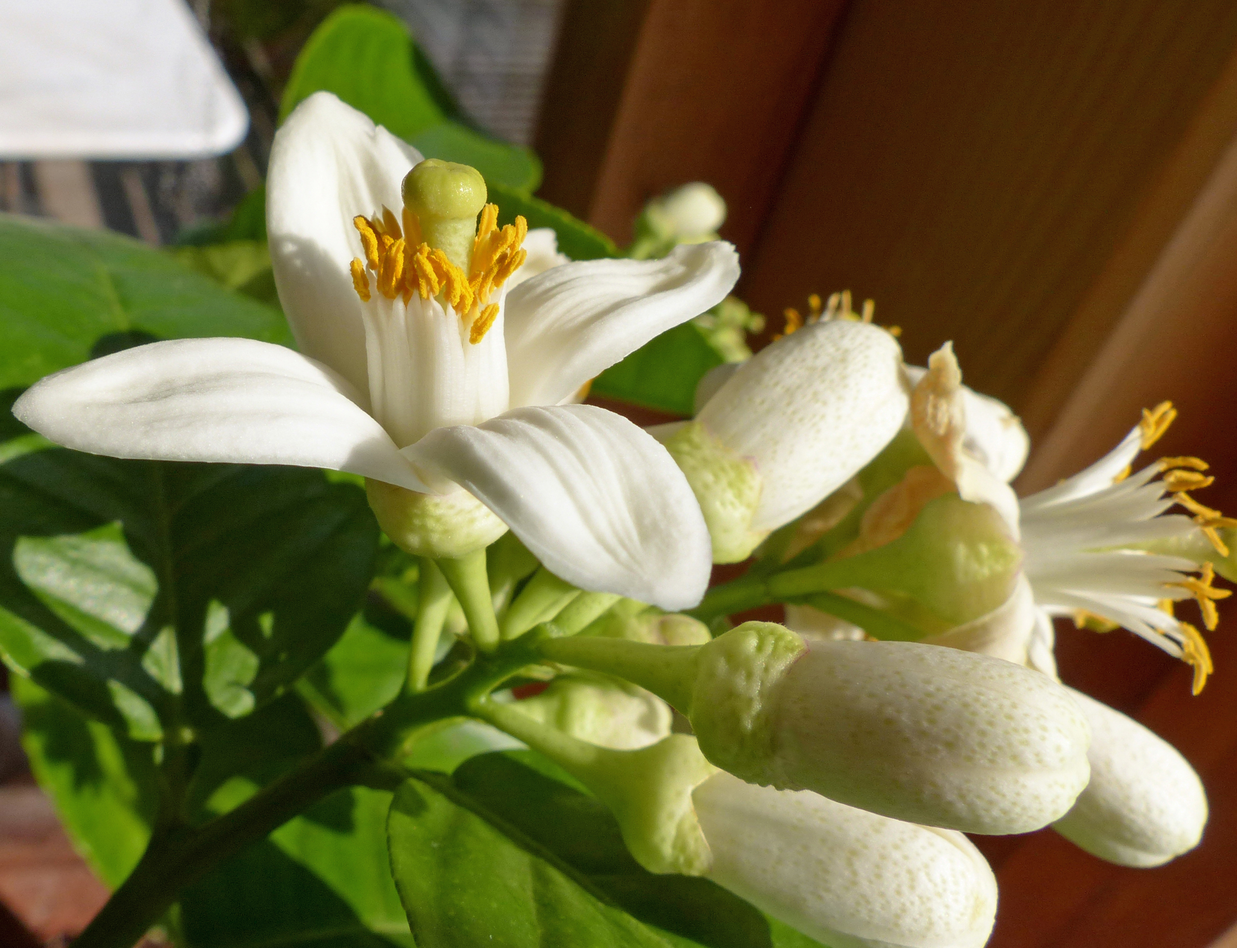 Zitronenblüten-Gelee 