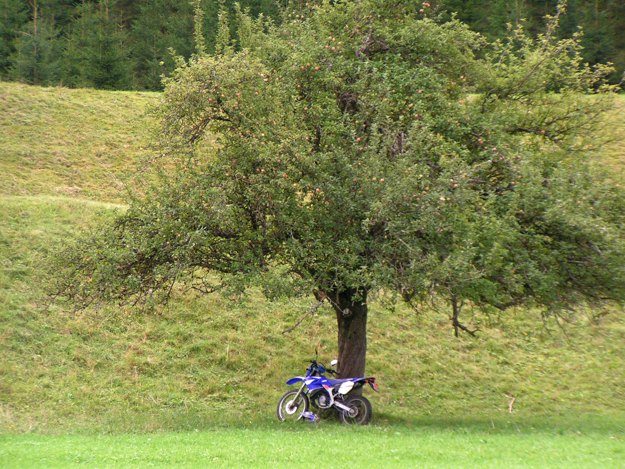 Apfel