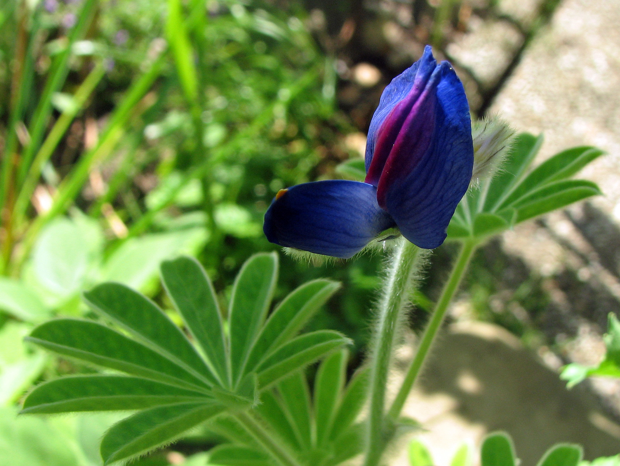 Süßlupinen