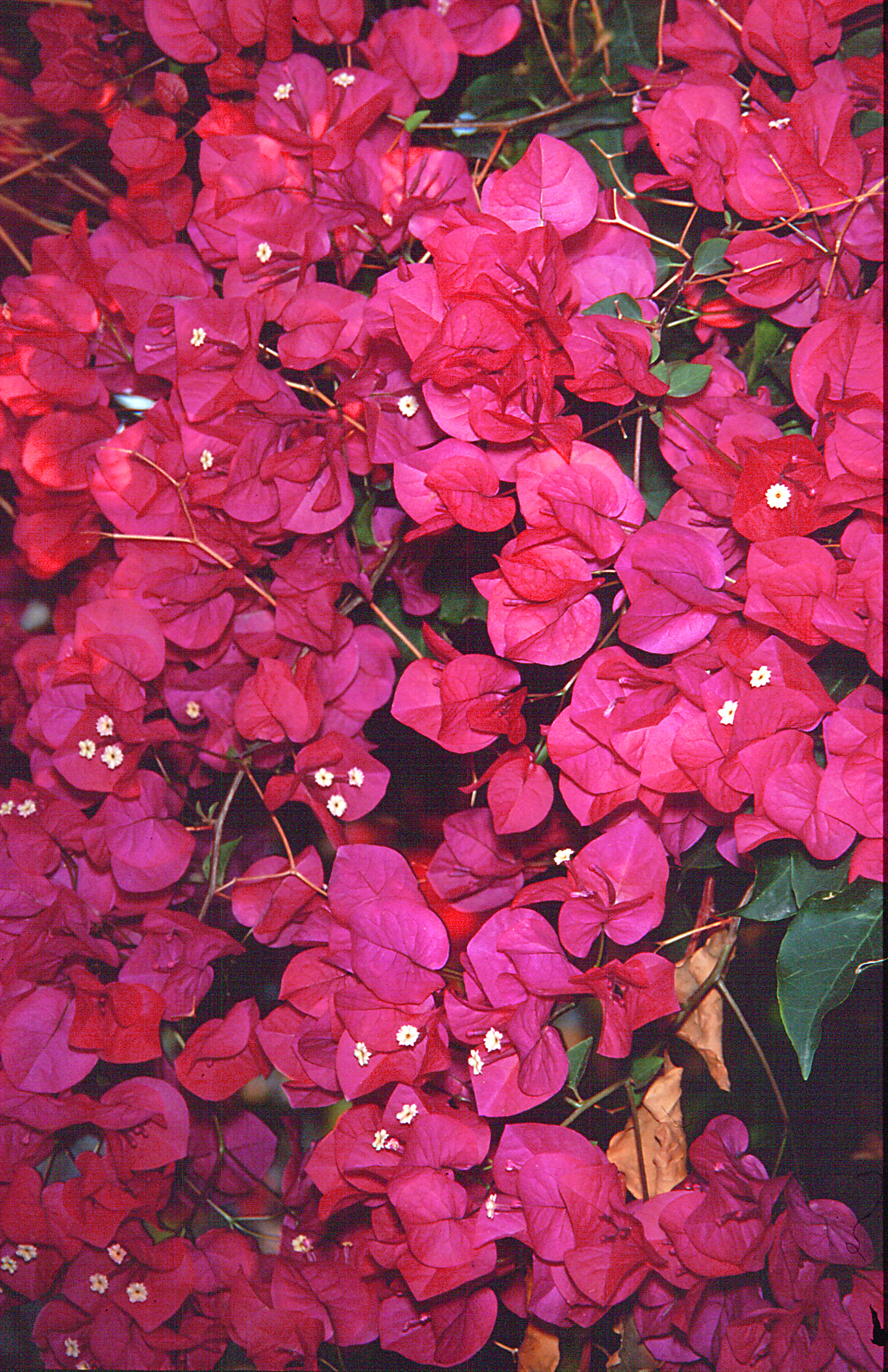 Bougainvillea