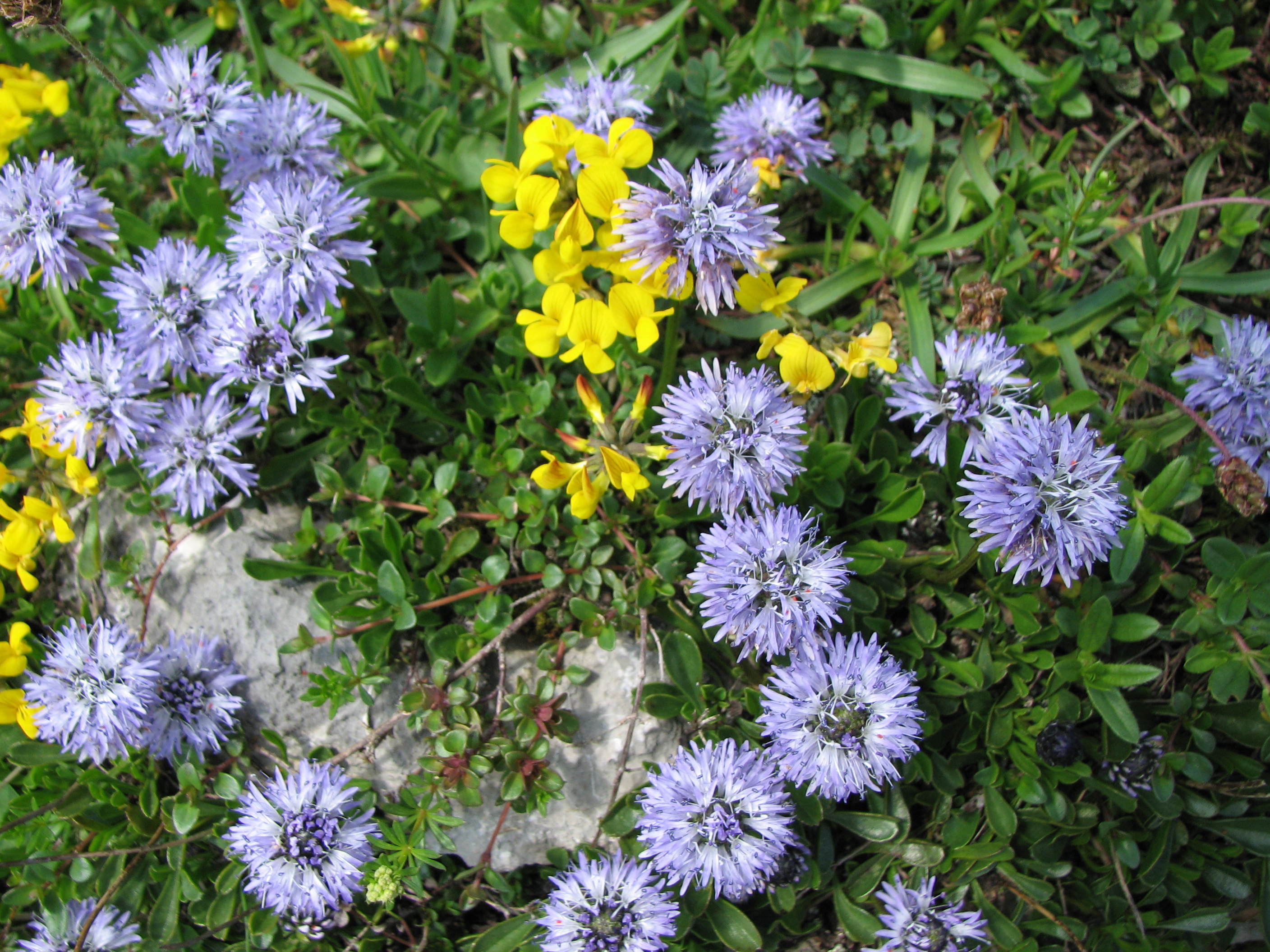 Kriechende Kugelblume