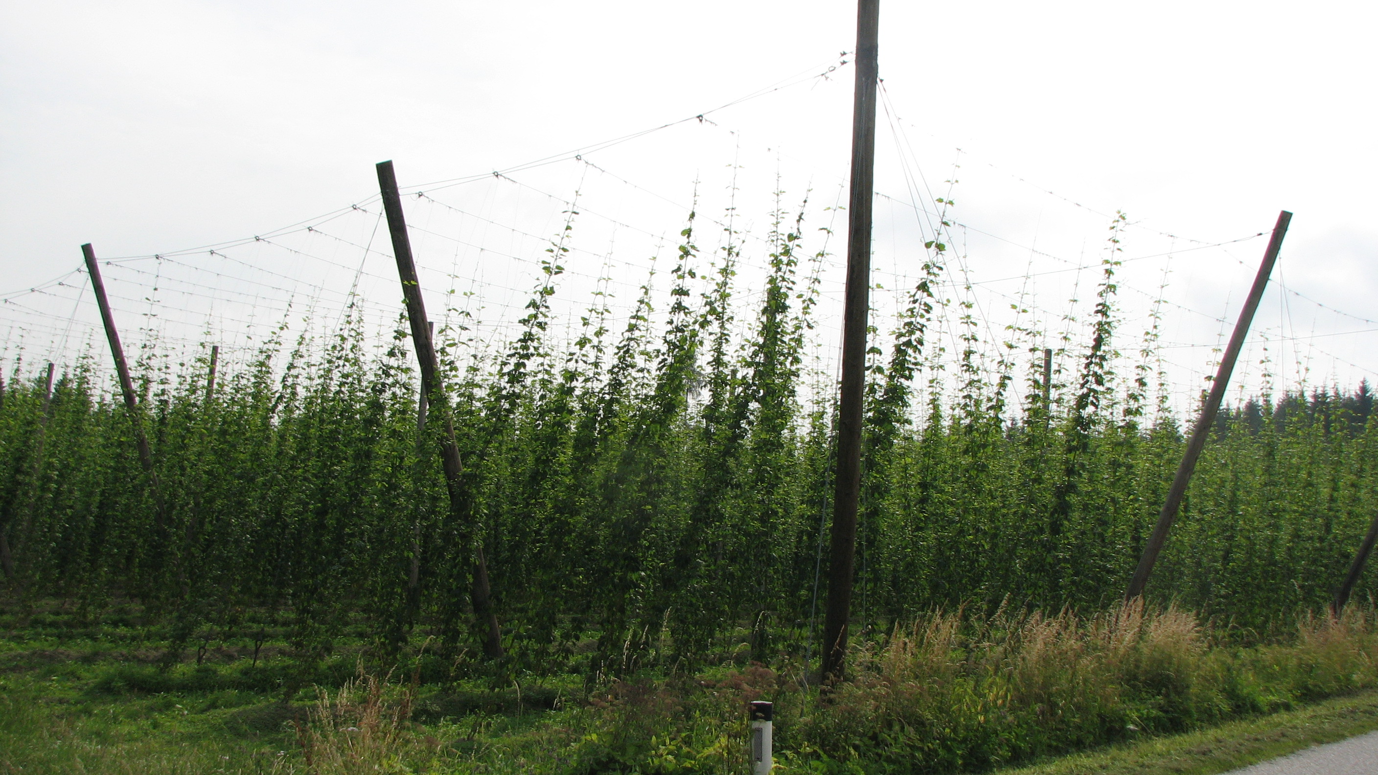 Hopfen