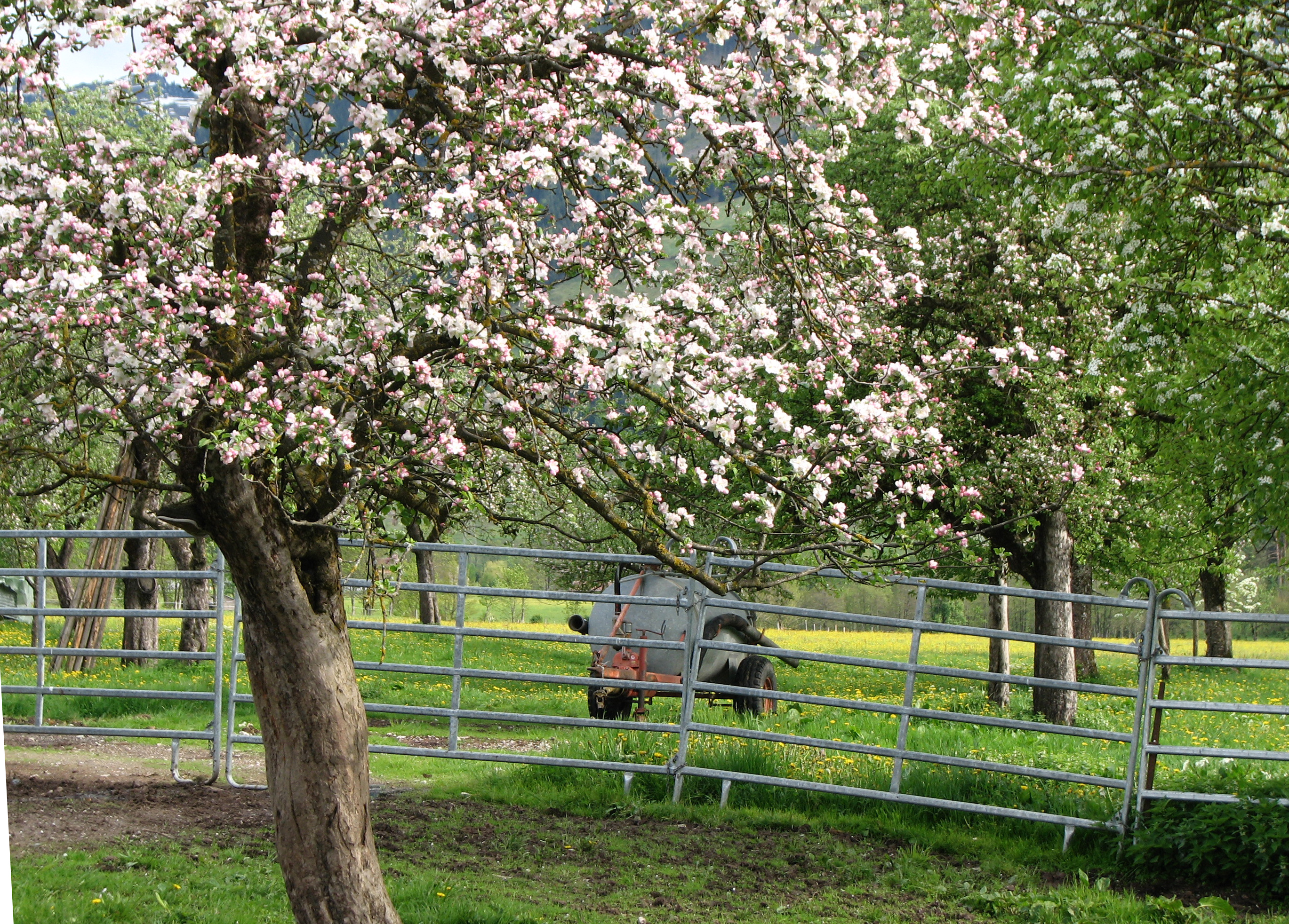Apfel