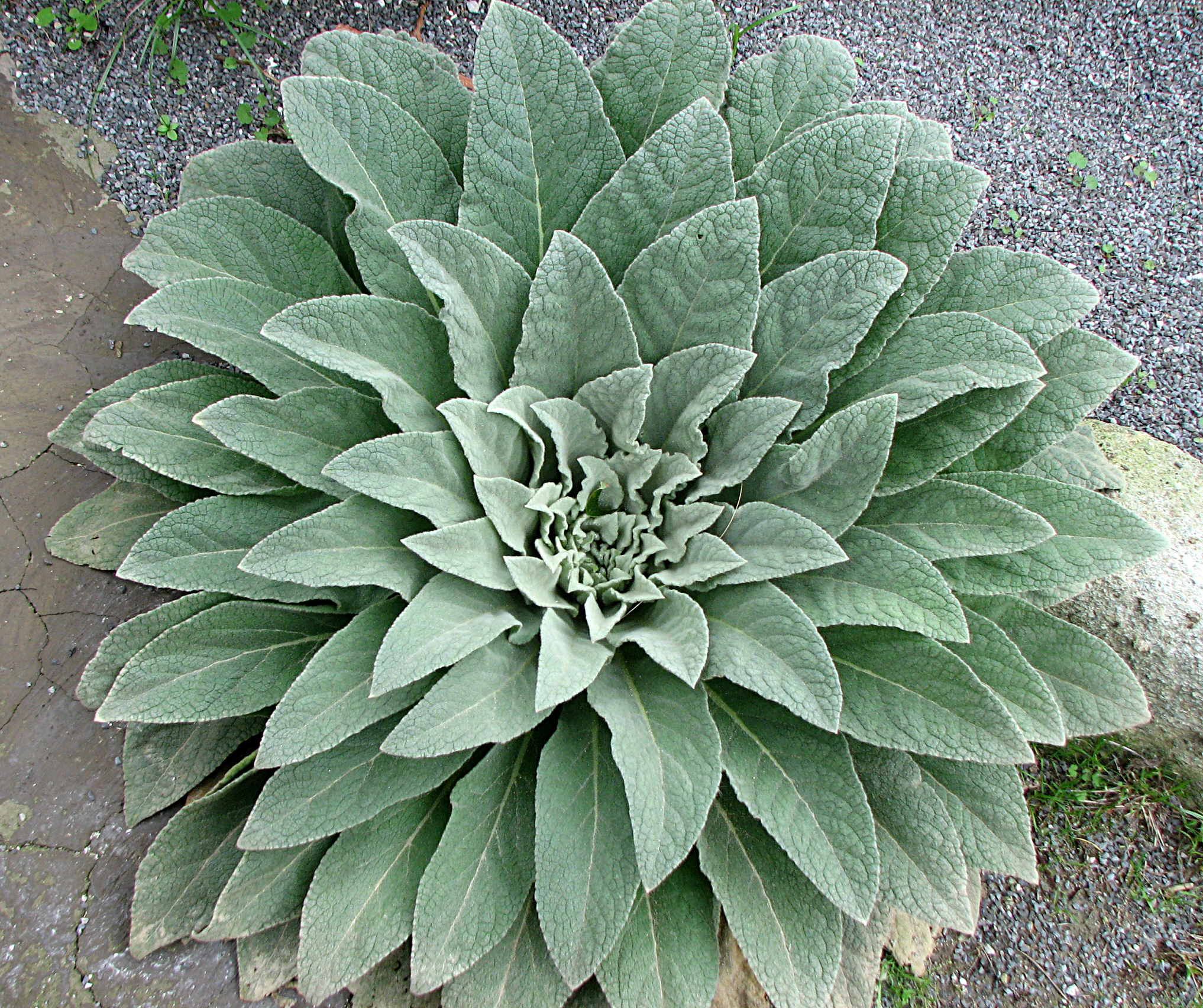 Kleinblütige Königskerze