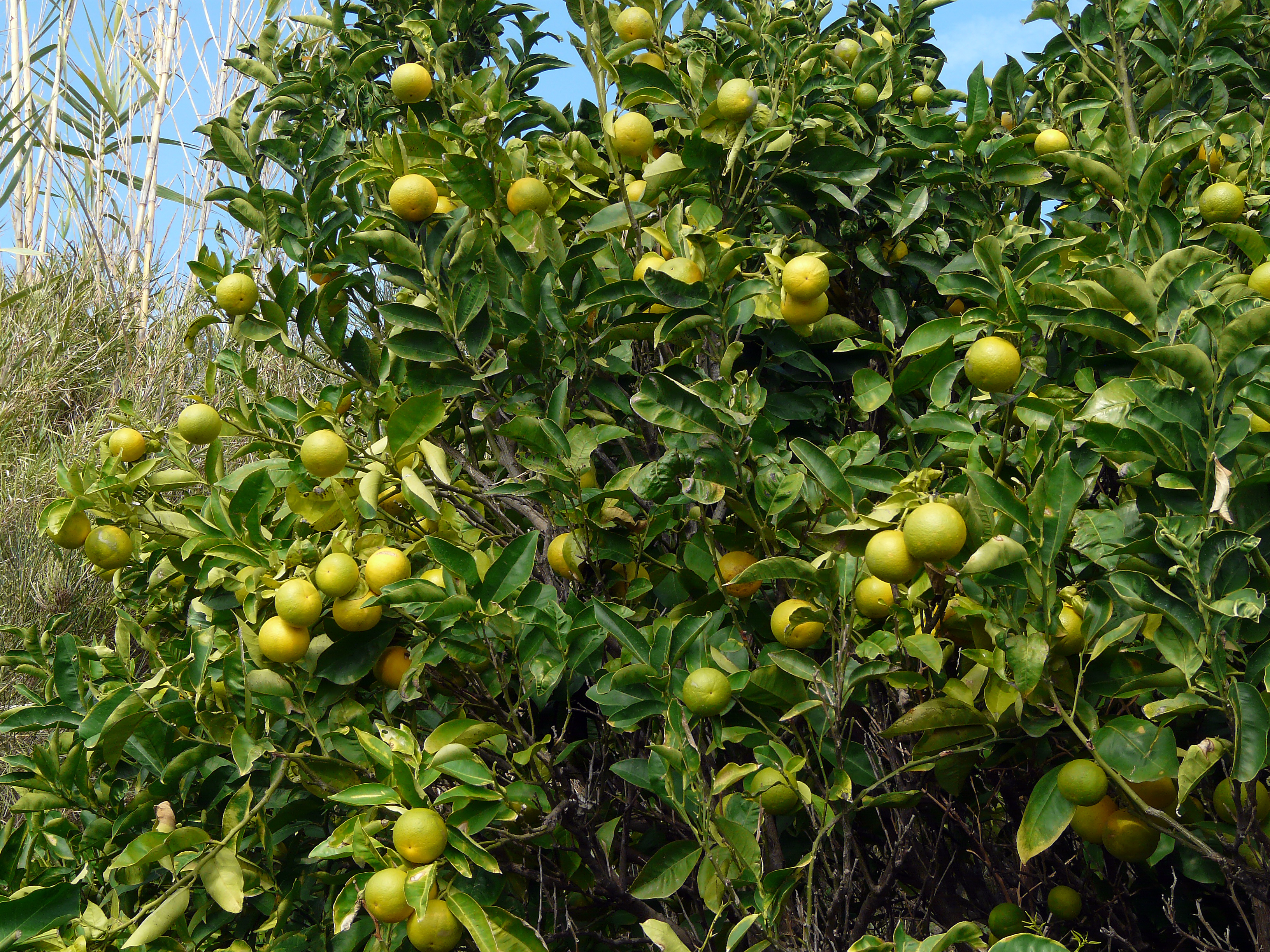 Orangenbaum