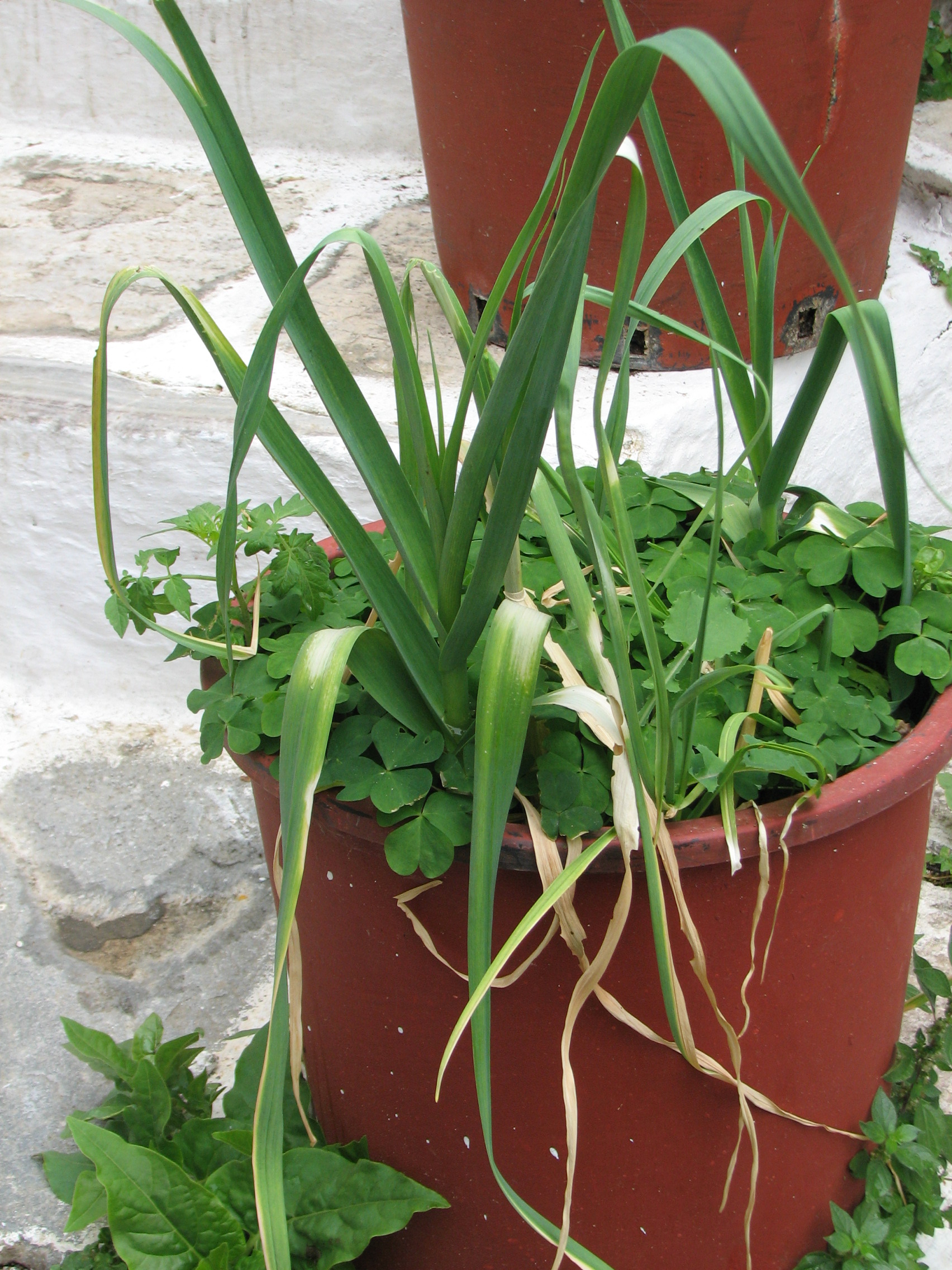 Knoblauch