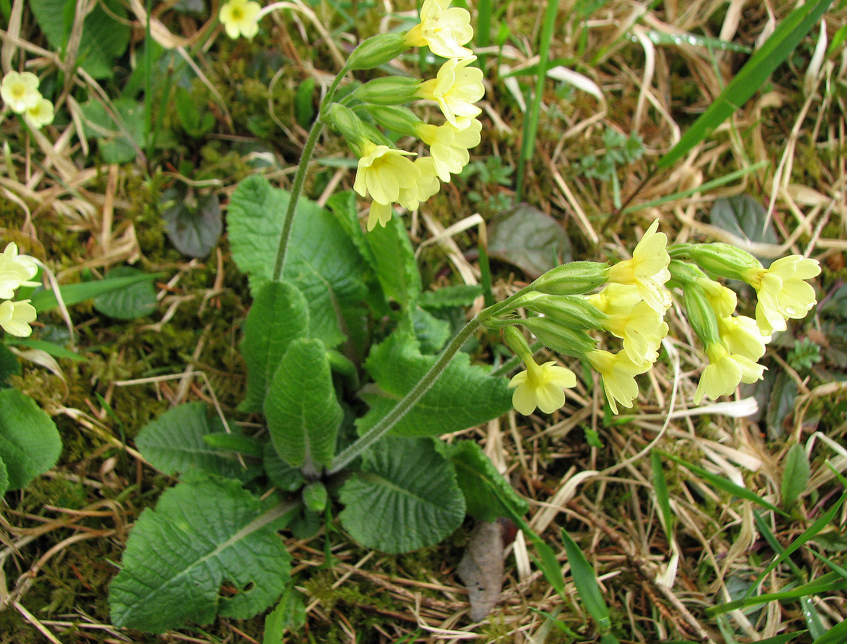 Hohe Schlüsselblume