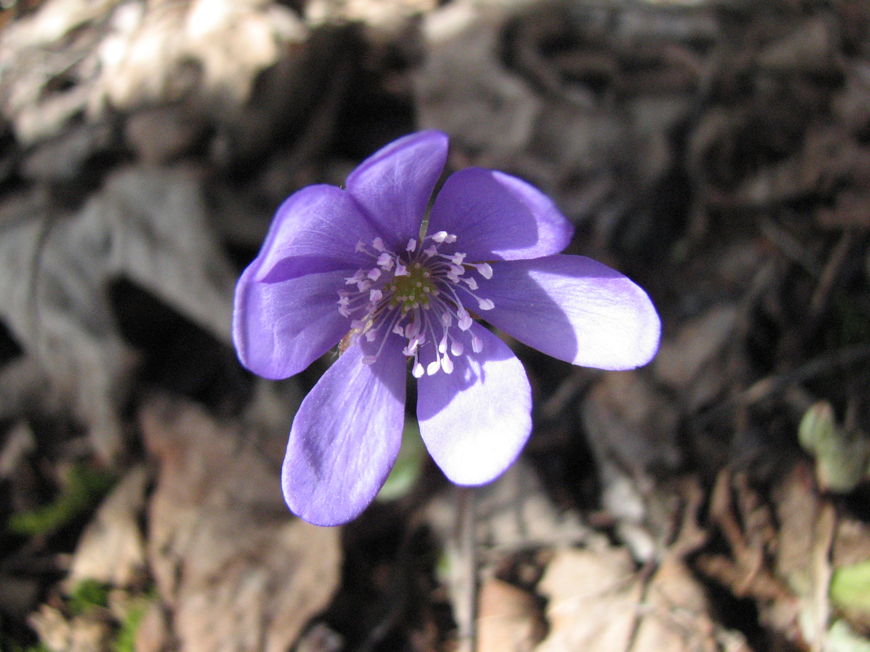 Leberblümchen