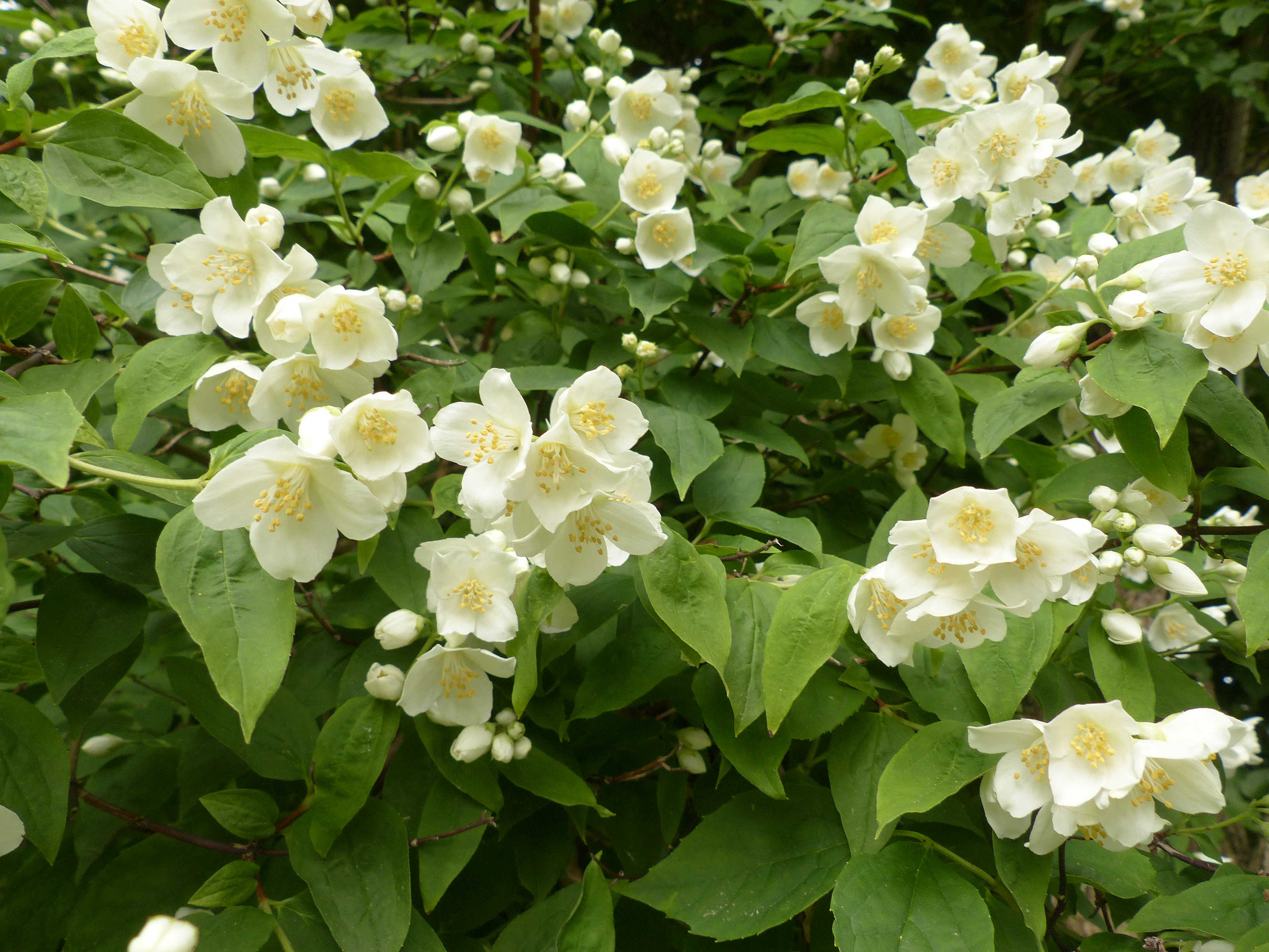 Bauernjasmin
