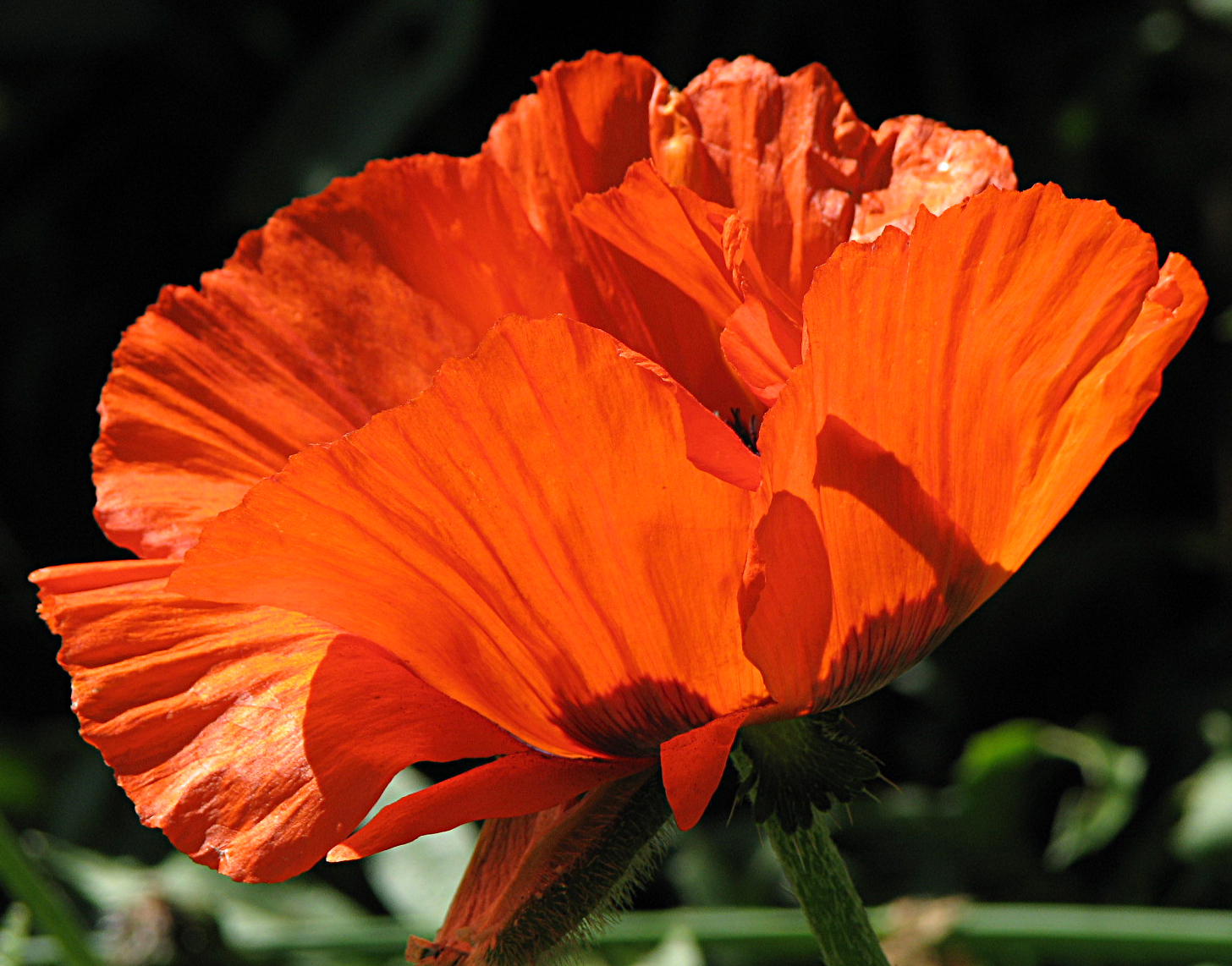 Türkischer Mohn